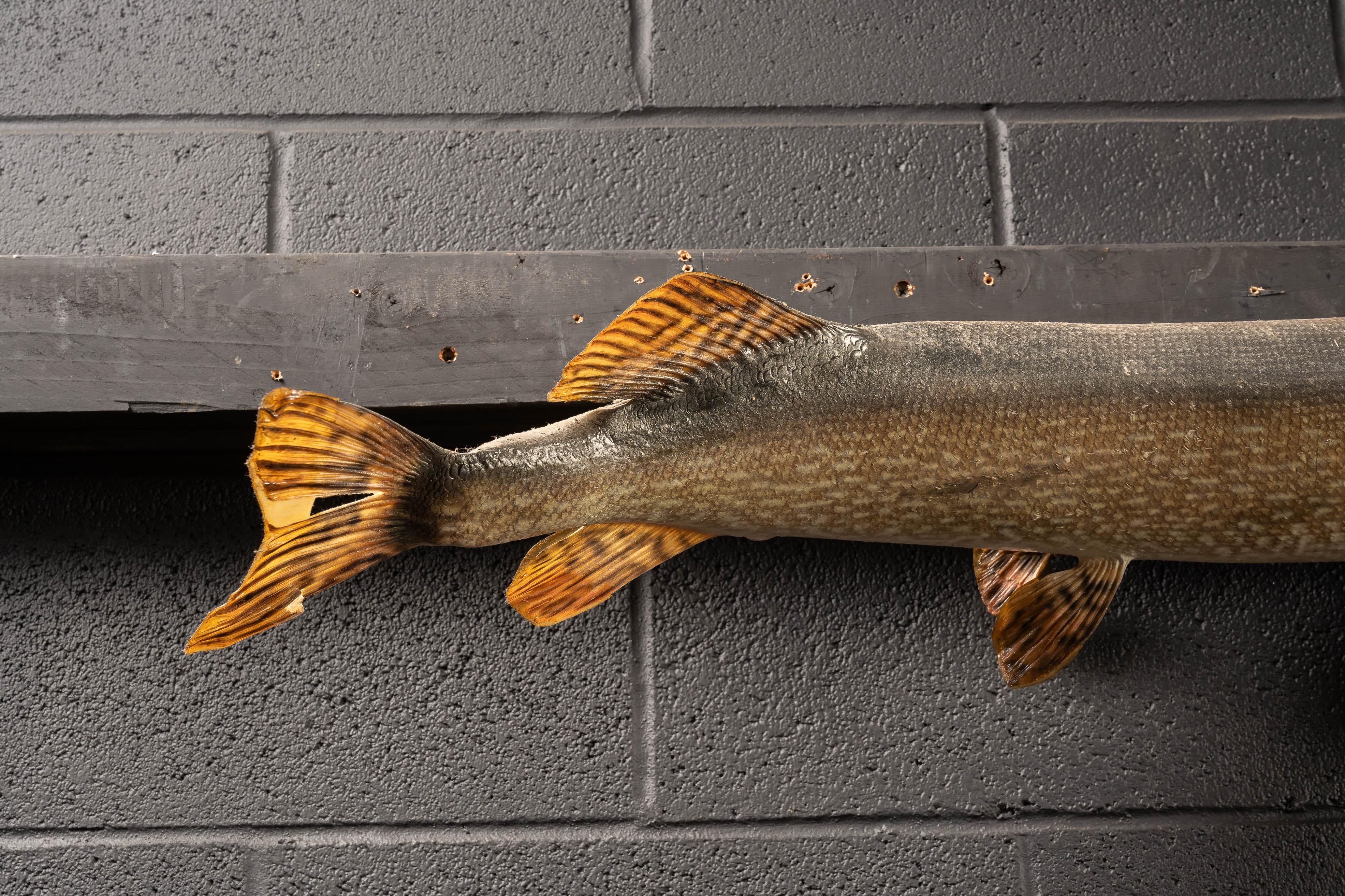Taxidermie Vintage Northwood avec crochet pour montage mural.

38,5