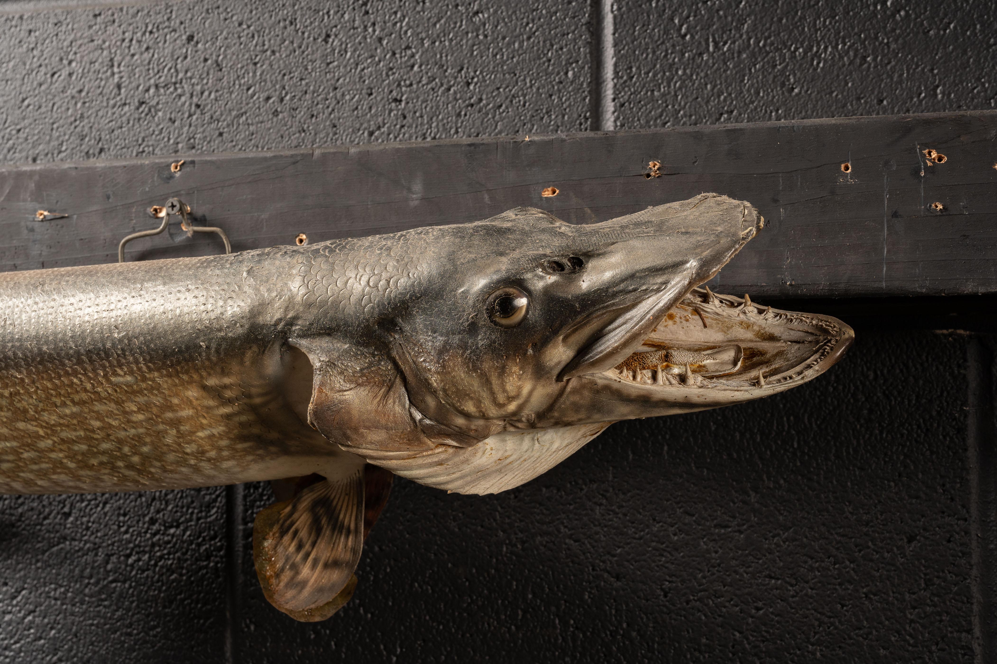 Américain Taxidermie vintage sur le maskinongé en vente