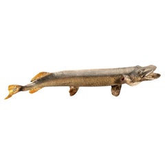 Taxidermie vintage sur le maskinongé