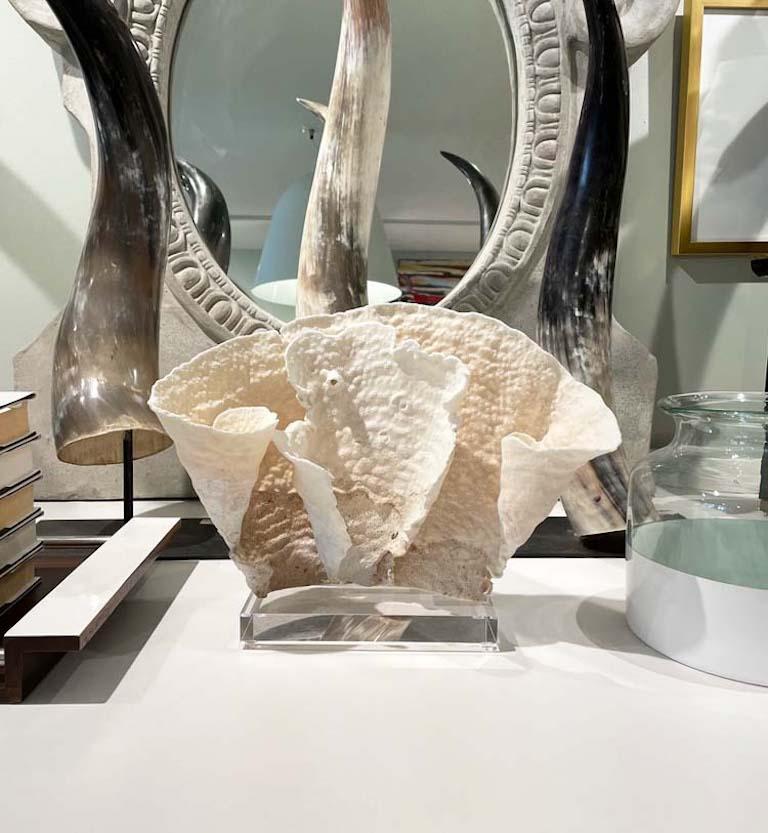 This beautiful cup coral specimens is medium in size and adhered to a lucite base. Lovely in a bookshelf or on a coffee table.

Measures: Base 8” x 4” x 1” 
coral 14” top width 9.75” height 7.5” wide at base 4” thick
Overall 10.75” height 14”