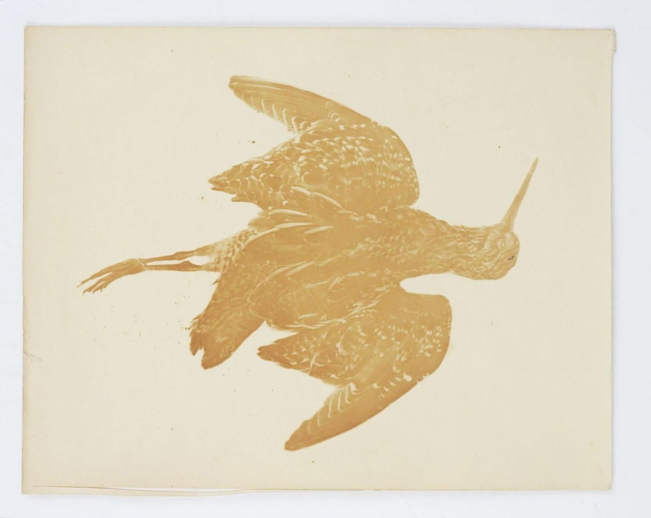 Ensemble de photographies vintage du début du 20e siècle d'oiseaux et de canards morts.  Probablement pris pour l'étude de l'histoire naturelle.  Non encadrées, la plus grande mesure 8