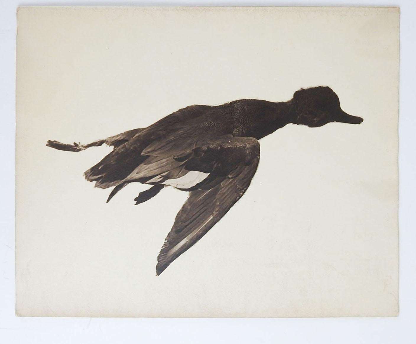 Rustique Vieilles photographies d'oiseaux et de canards morts d'histoire naturelle - Lot de 4 en vente