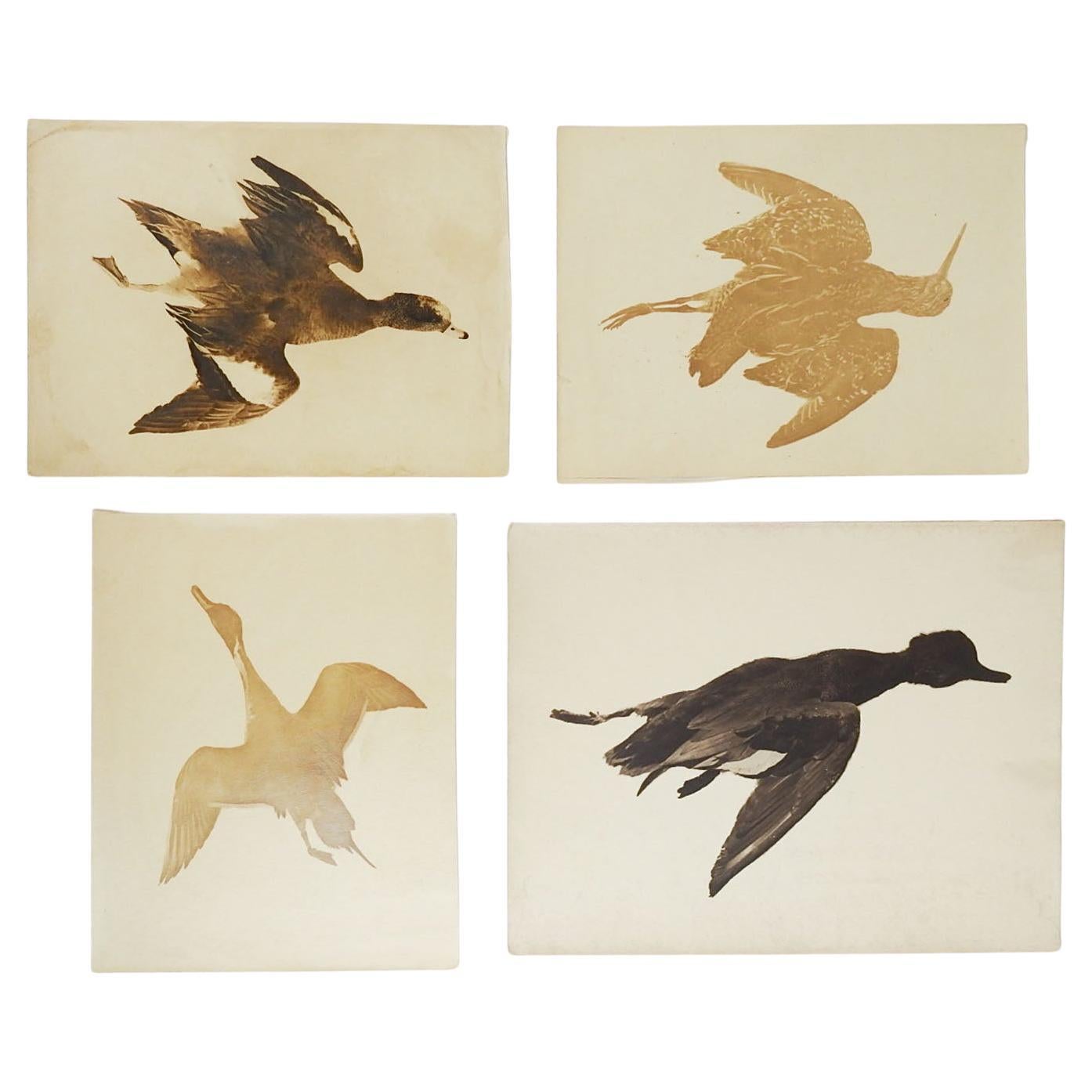 Vintage Natural History Dead Bird and Duck Photographs, Set of 4