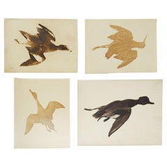 Vintage Natural History Dead Bird and Duck Photographs, Set of 4