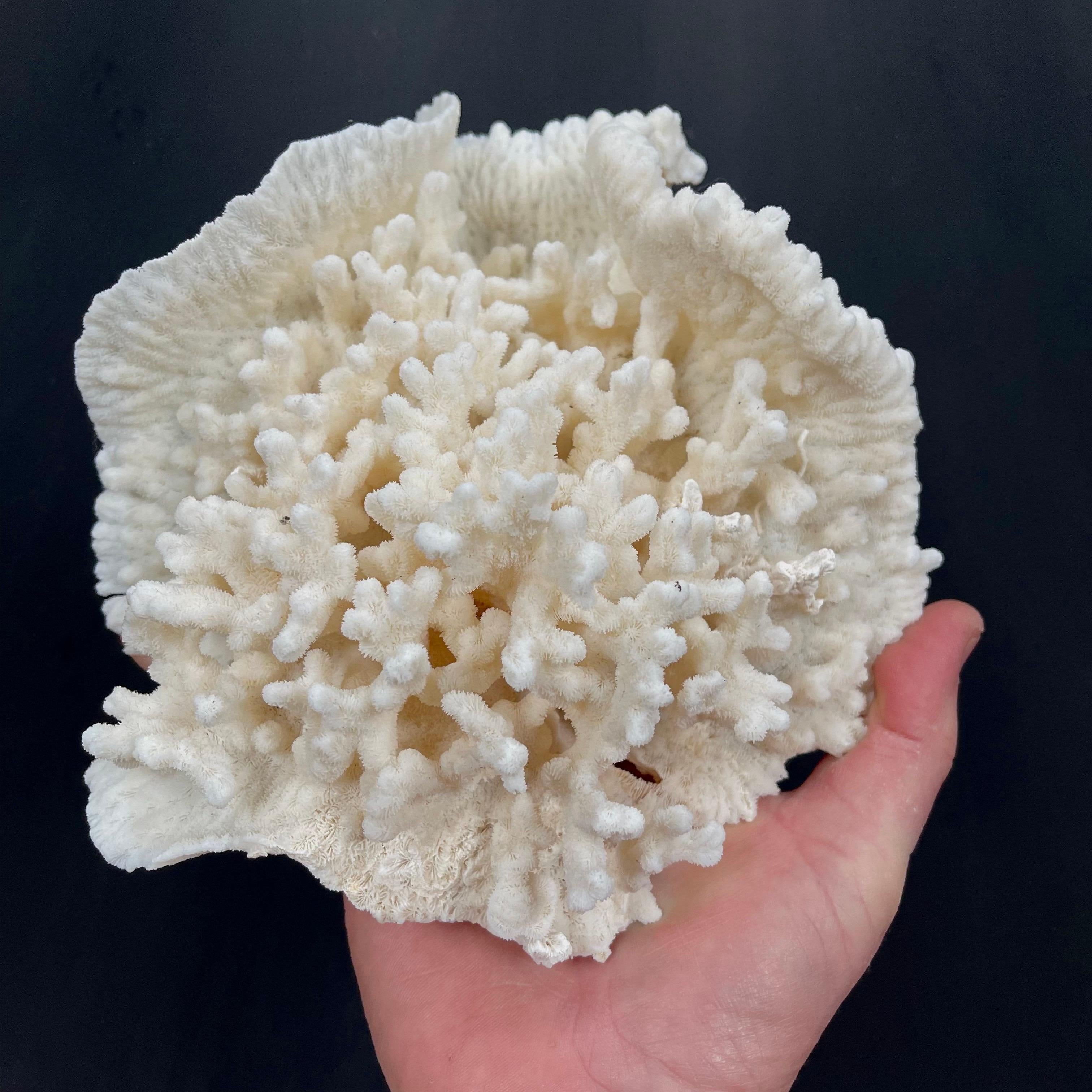 Vintage Natural Merulina White Coral Specimen For Sale 5