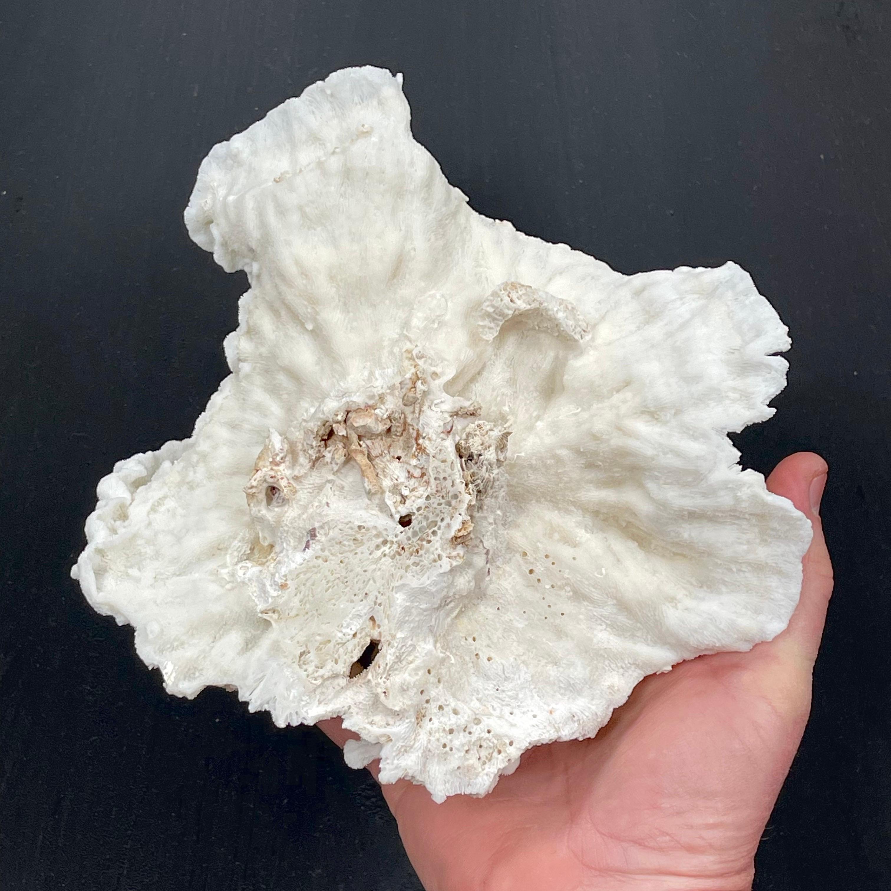 Vintage Natural Merulina White Coral Specimen For Sale 6