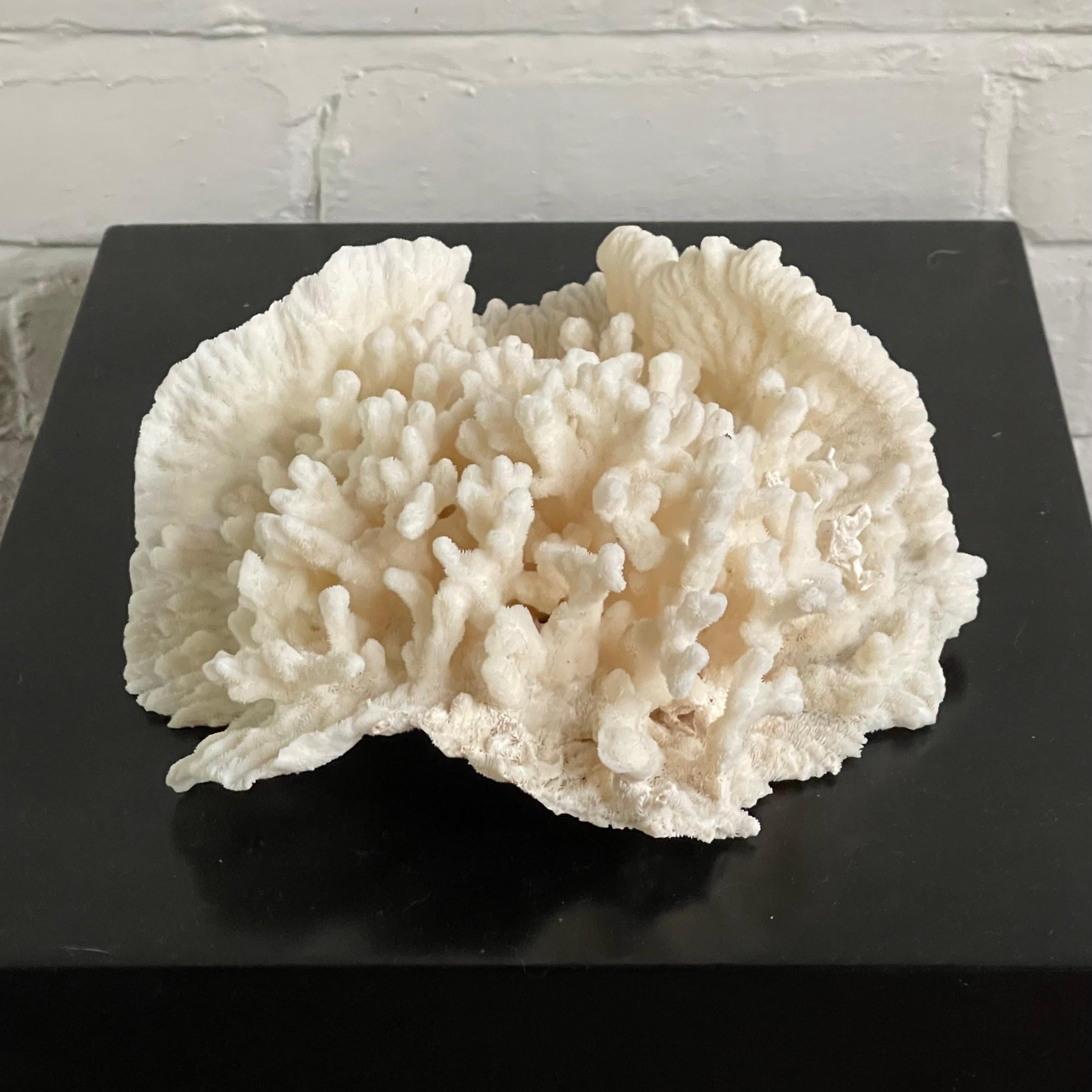 This lovely vintage selection of Merulina coral is an extremely beautiful specimen in terrific condition. The exquisite form offers a variety of textures and shapes and even looks dramatically different depending on its orientation to the viewer.