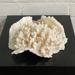 Vintage Natural Merulina White Coral Specimen