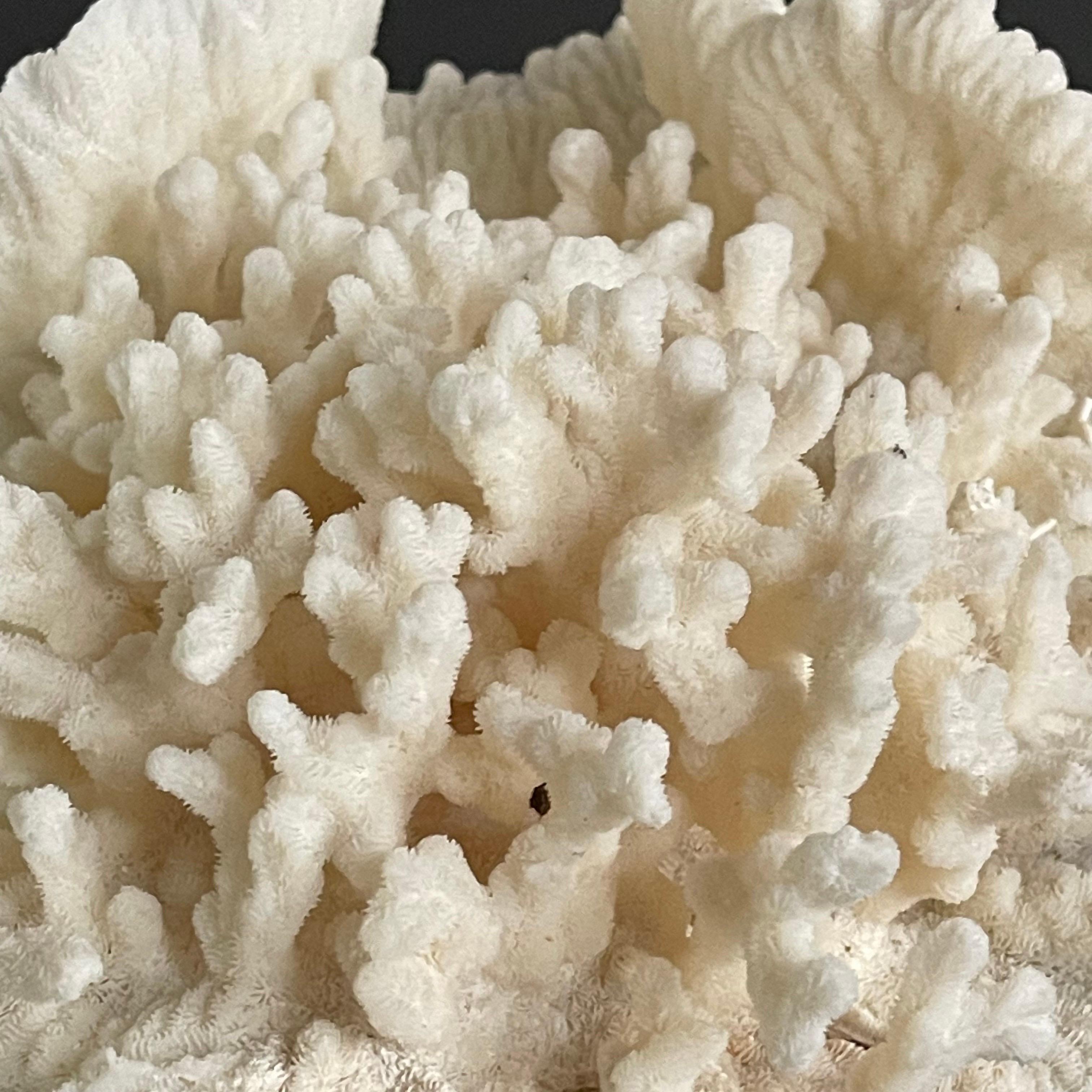 Organic Modern Vintage Natural Merulina White Coral Specimen For Sale