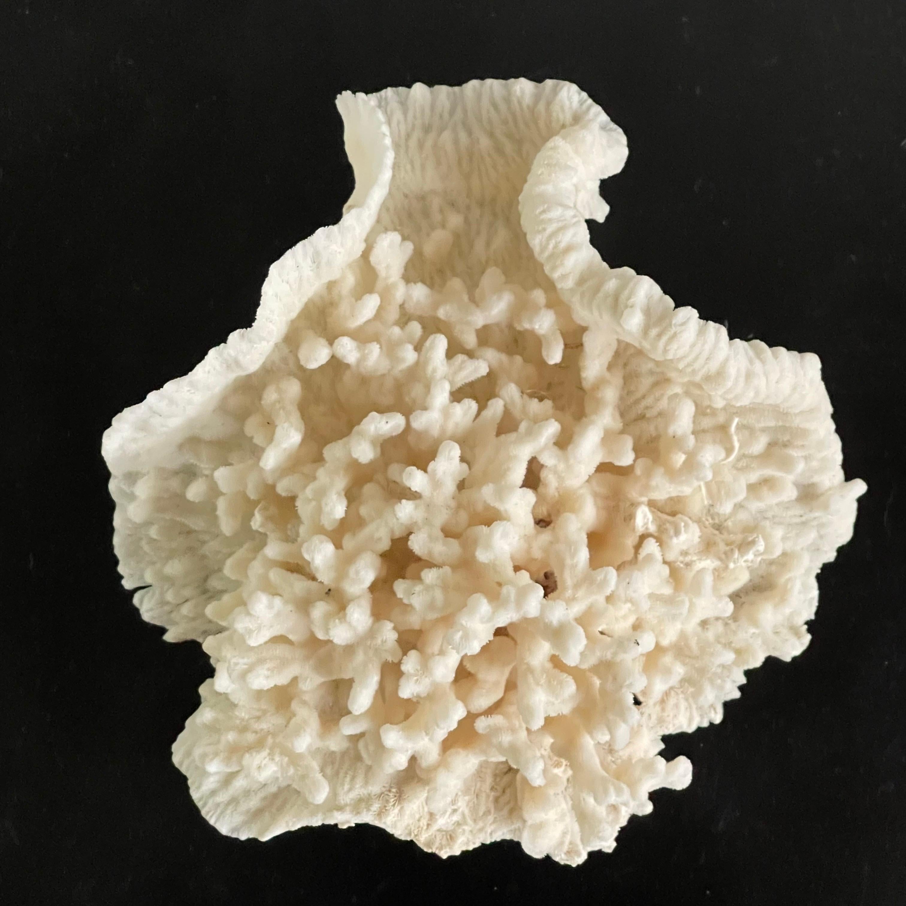 Vintage Natürliches Merulina-Exemplar aus weißer Koralle, Vintage (amerikanisch) im Angebot