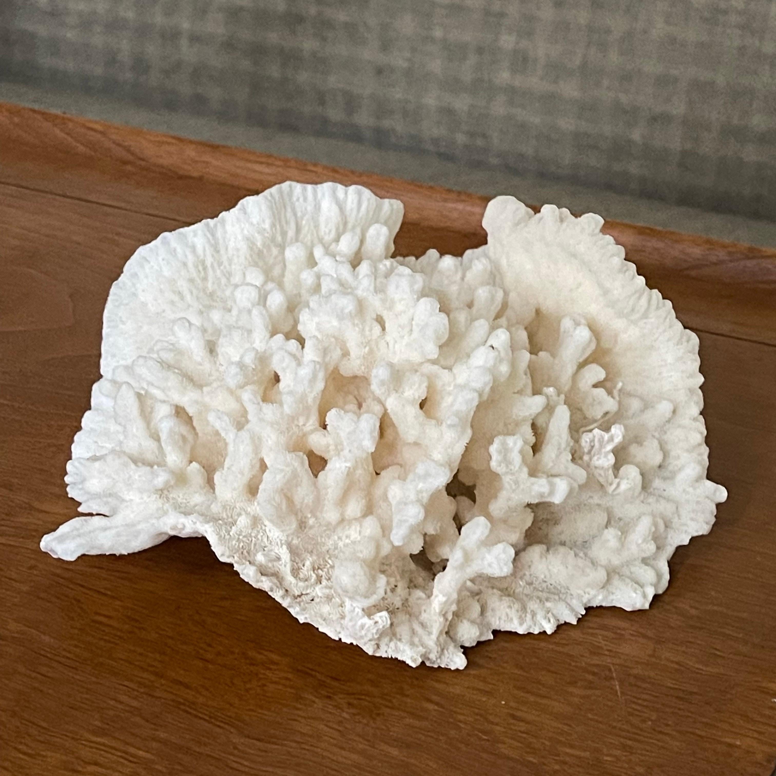 Vintage Natürliches Merulina-Exemplar aus weißer Koralle, Vintage im Zustand „Gut“ im Angebot in Highland, IN