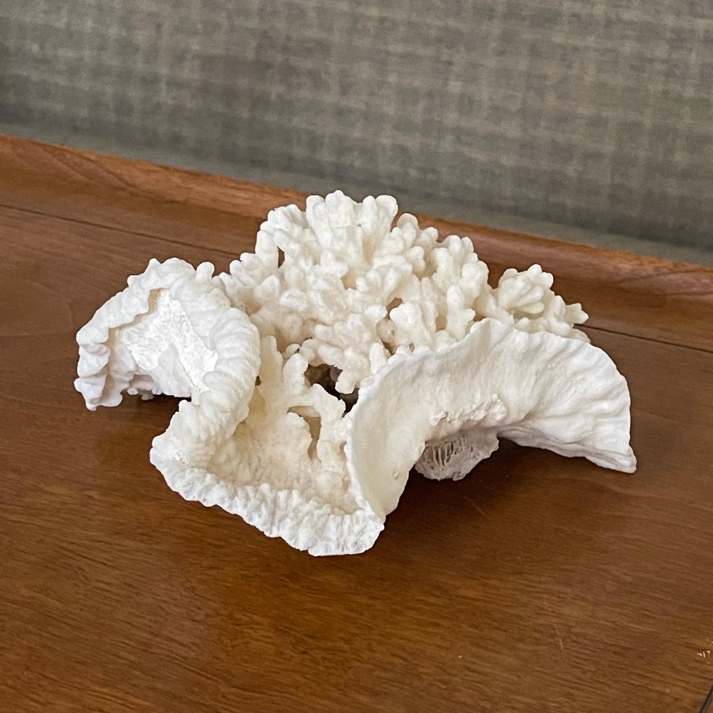 Vintage Natürliches Merulina-Exemplar aus weißer Koralle, Vintage (Ende des 20. Jahrhunderts) im Angebot