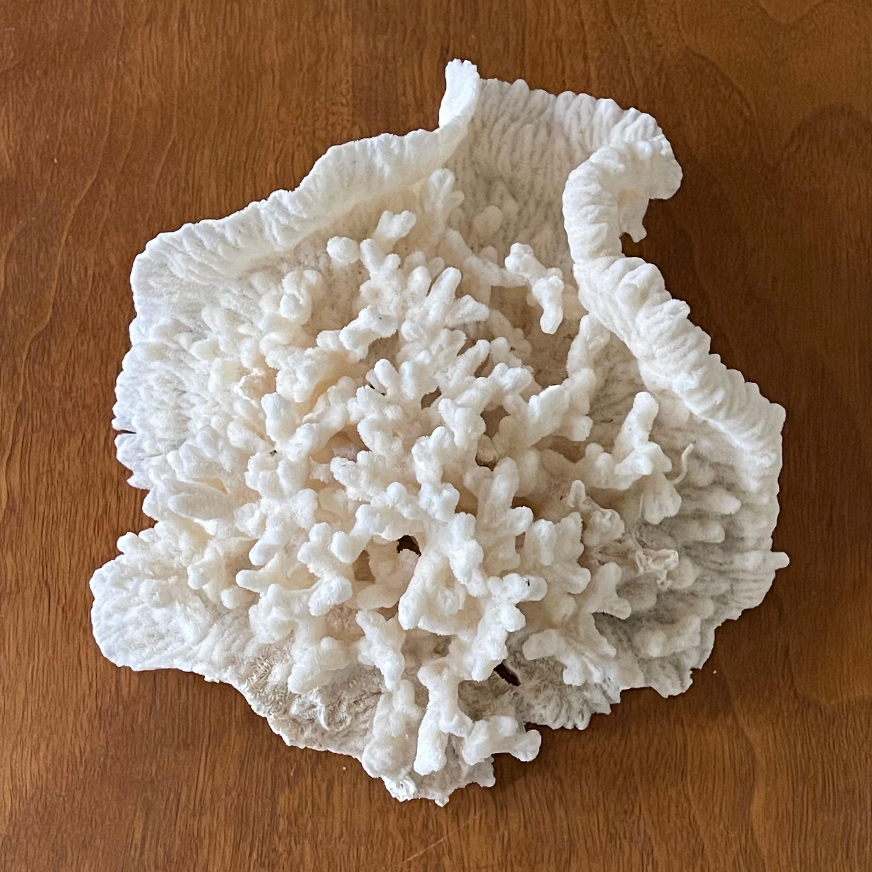 Vintage Natural Merulina White Coral Specimen For Sale 2