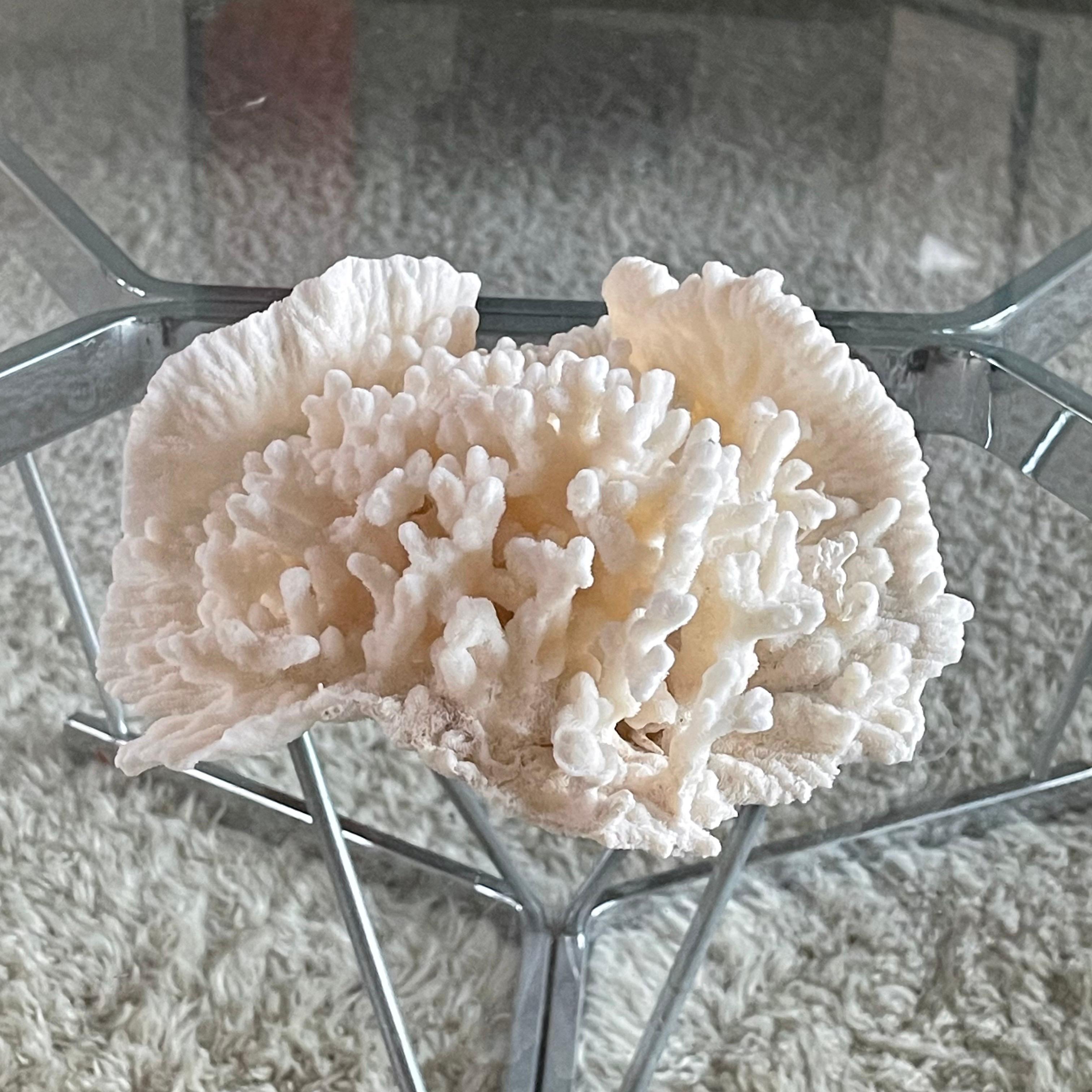 Vintage Natural Merulina White Coral Specimen For Sale 3