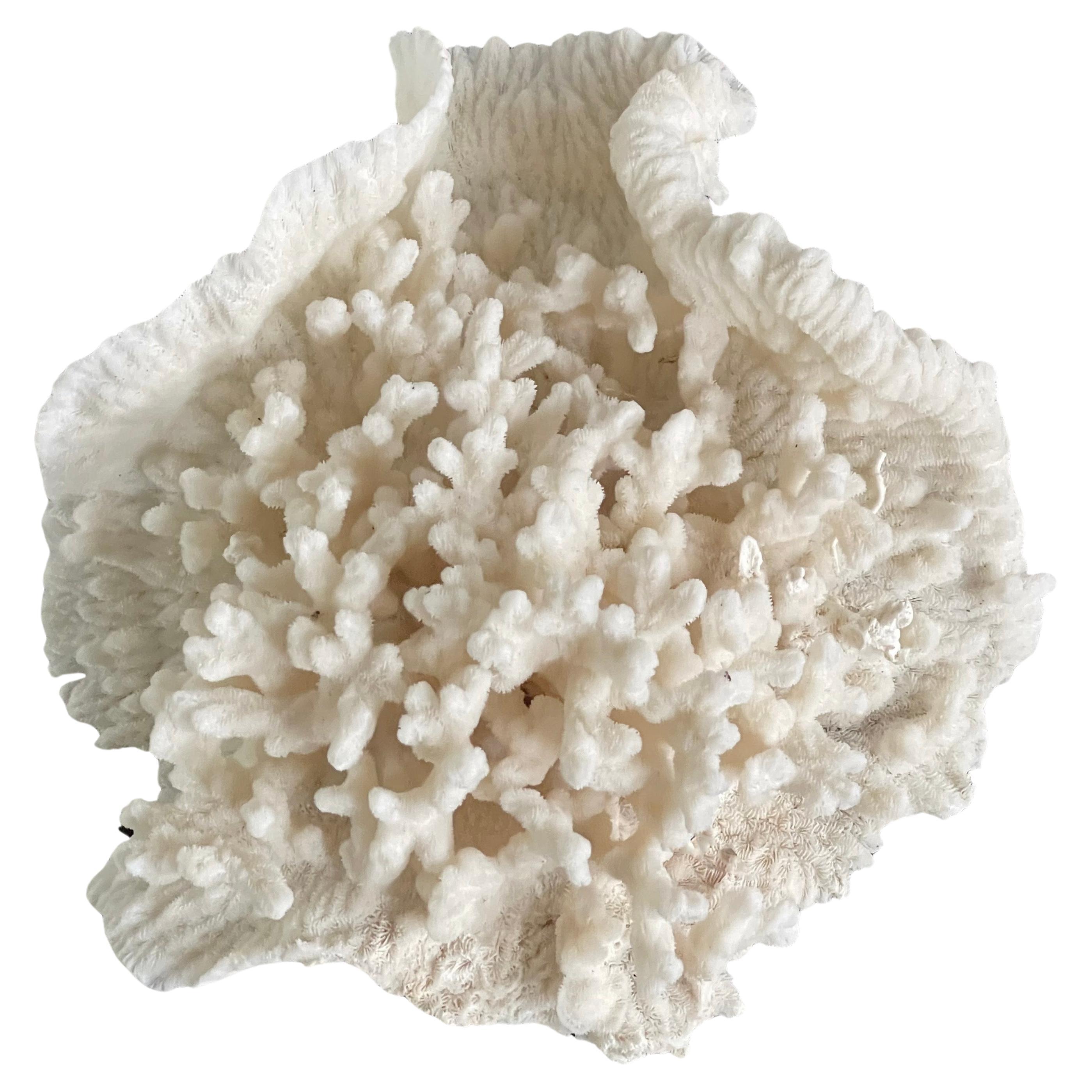 Vintage Natural Merulina White Coral Specimen For Sale