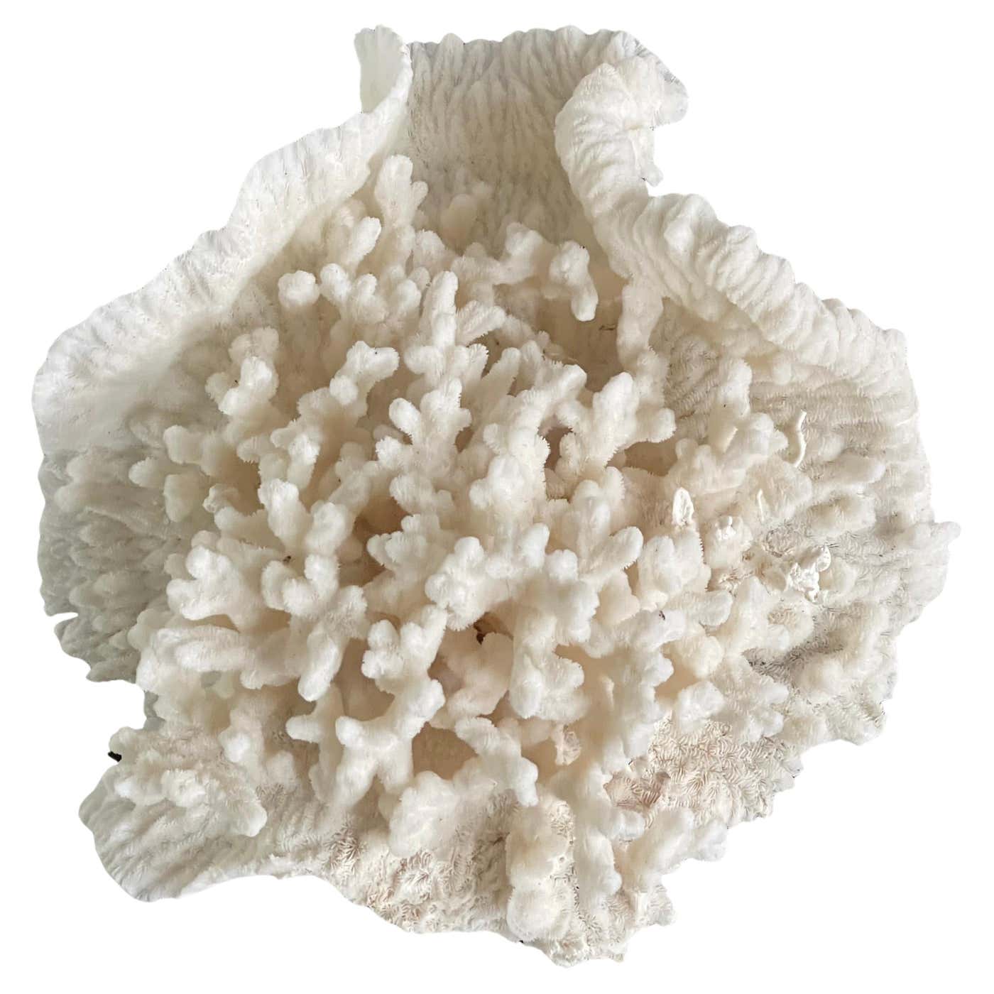 Merulina Triangularis Vintage Natural Merulina White Coral Specimen For Sale at 1stDibs