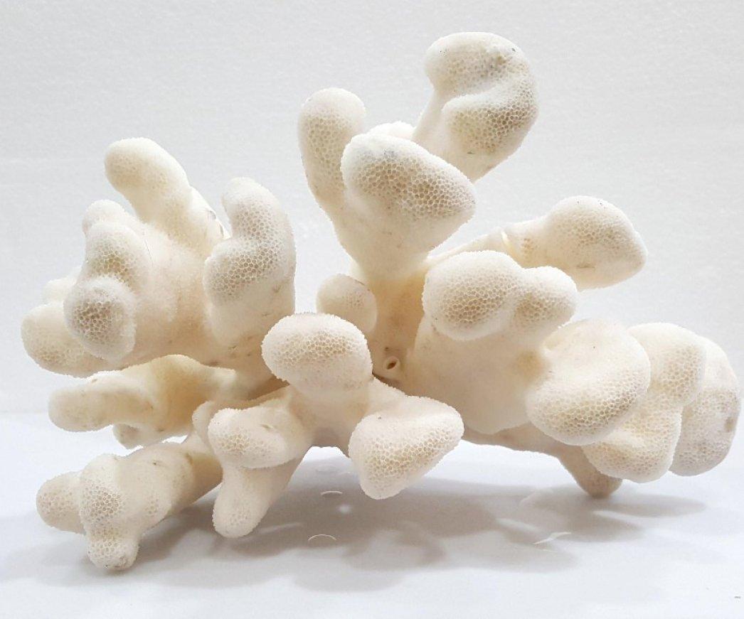 Specimen naturale d'epoca di vero corallo della barriera corallina - Decorazione da spiaggia (spedito solo negli Stati Uniti).
*****NOTICE: Il nostro negozio 1stDibs si prenderà presto una pausa, quindi il prezzo è temporaneamente più