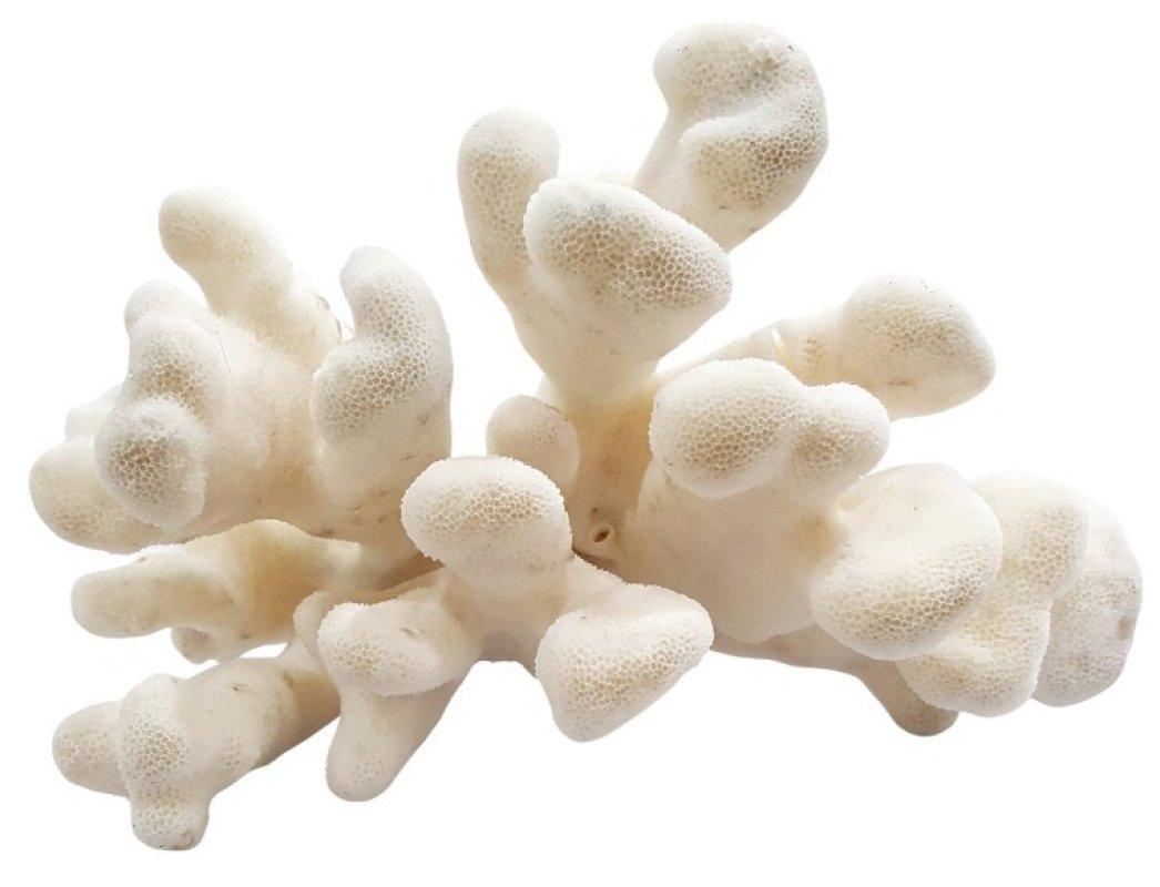 Espécimen Natural Vintage Coral de Arrecife Real - Decoración de Playa (sólo se envía a EE.UU.)