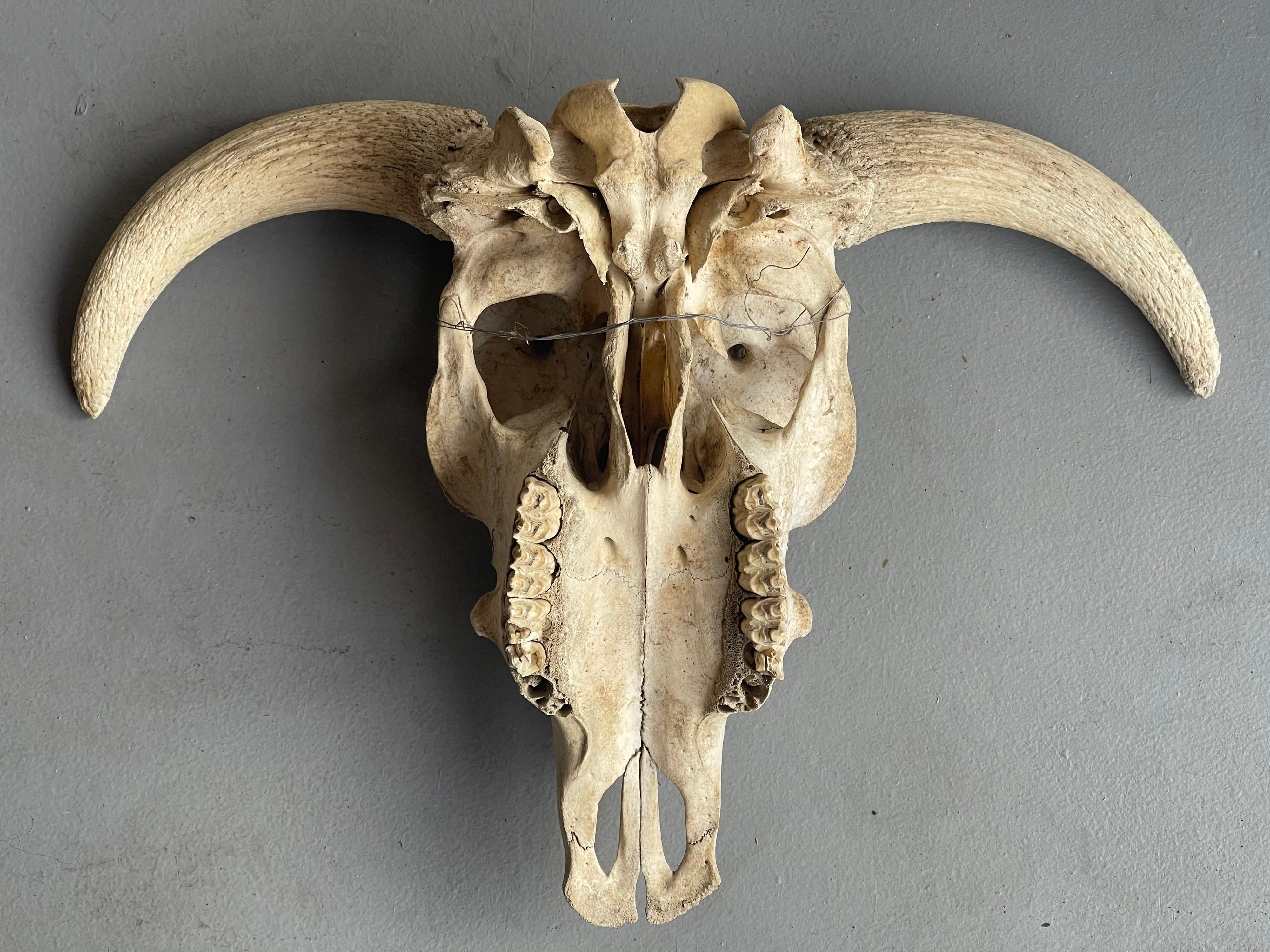 Vintage North American Steer Skull with Horns 1