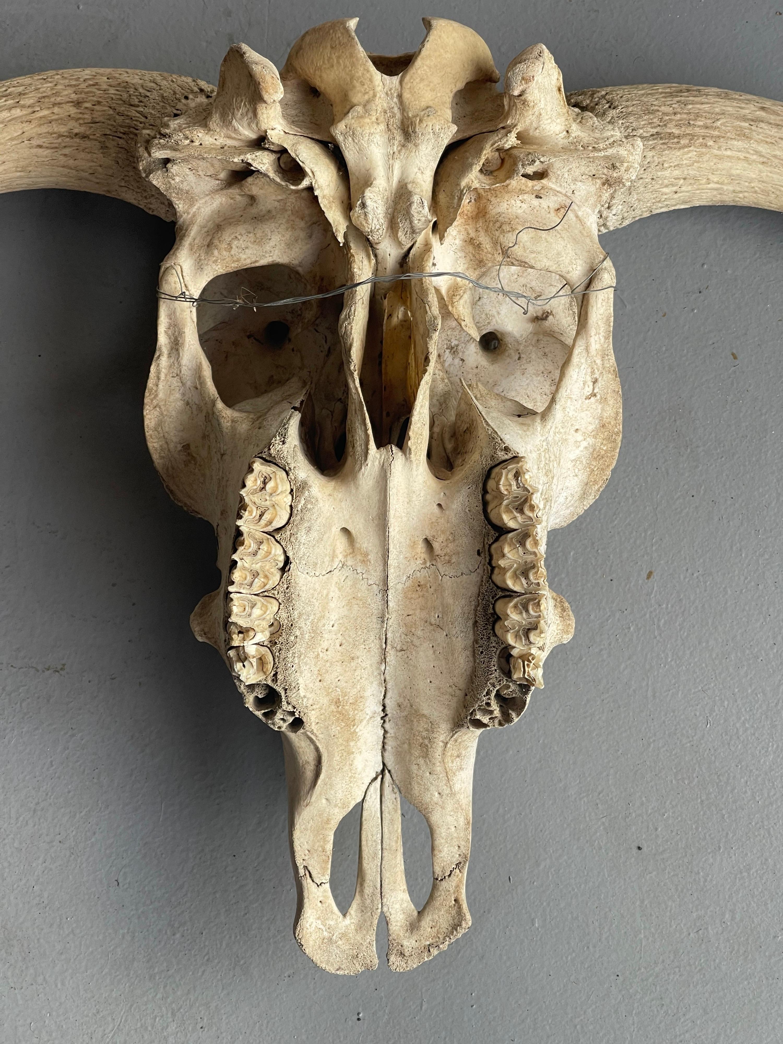 Vintage North American Steer Skull with Horns 2