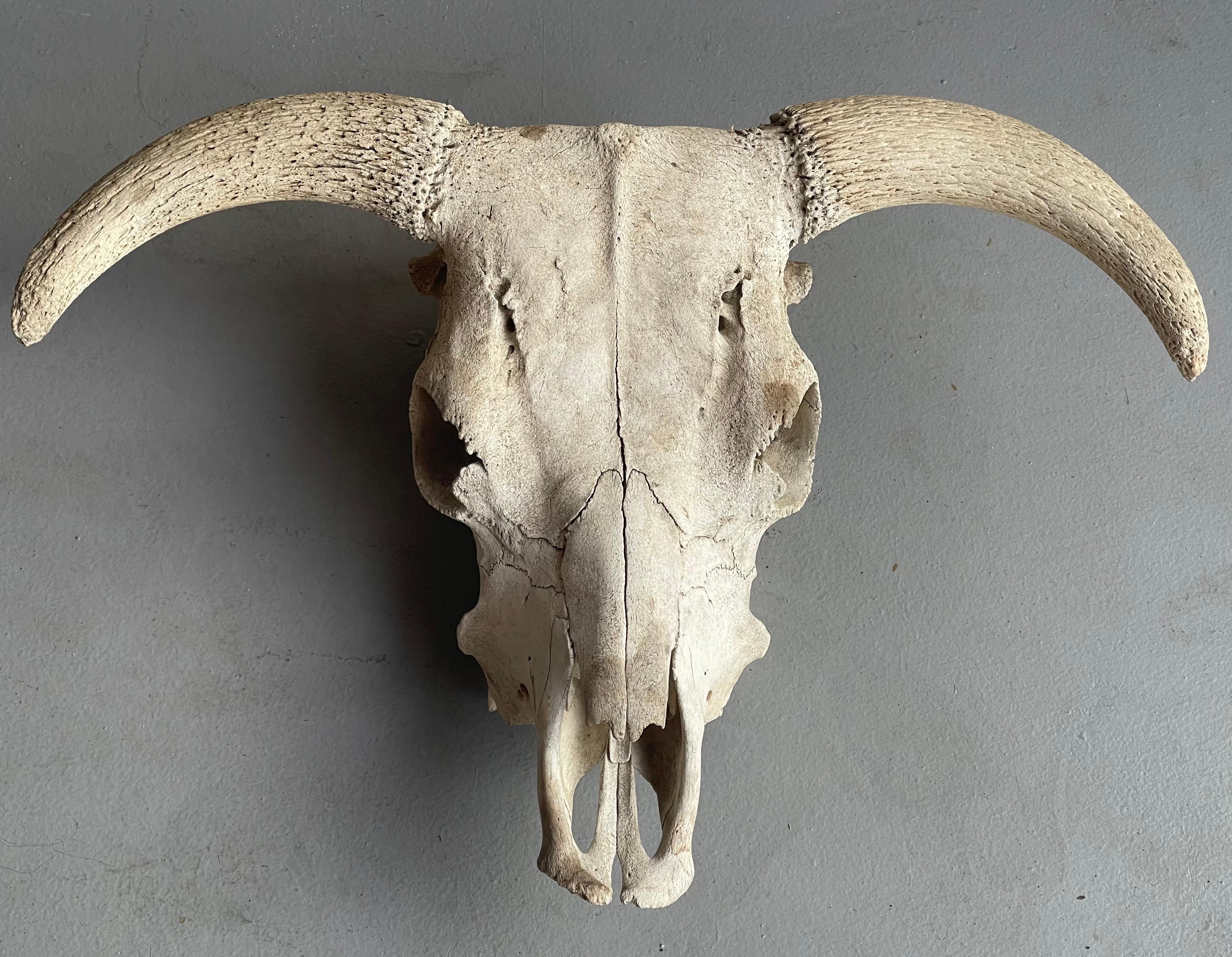 Vintage North American Steer Skull with Horns 3
