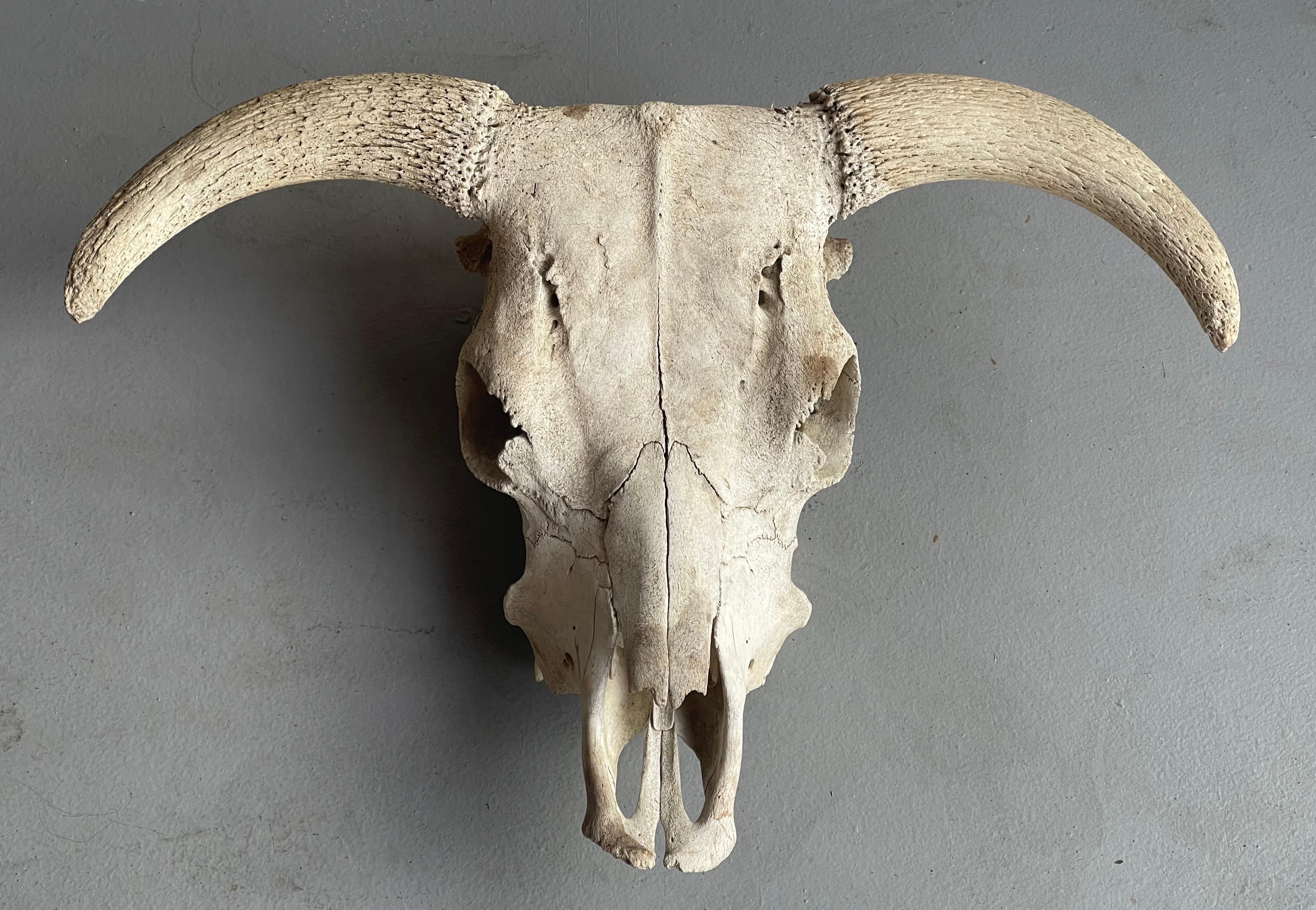 Vintage north American steer skull with horns, circa 1950s. This piece has a great look and is in good vintage condtion; it measures 25.5