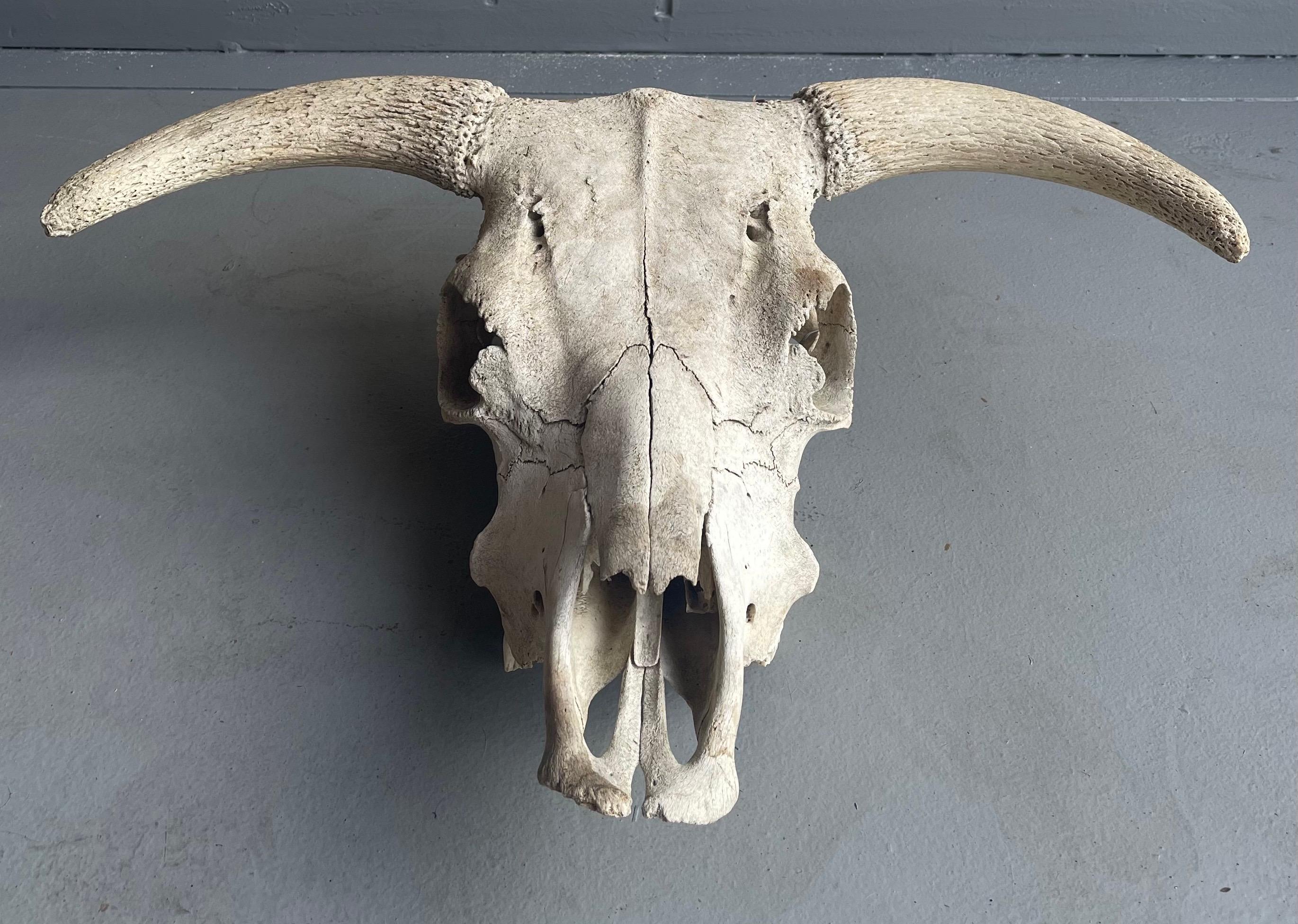 hereford bull skull