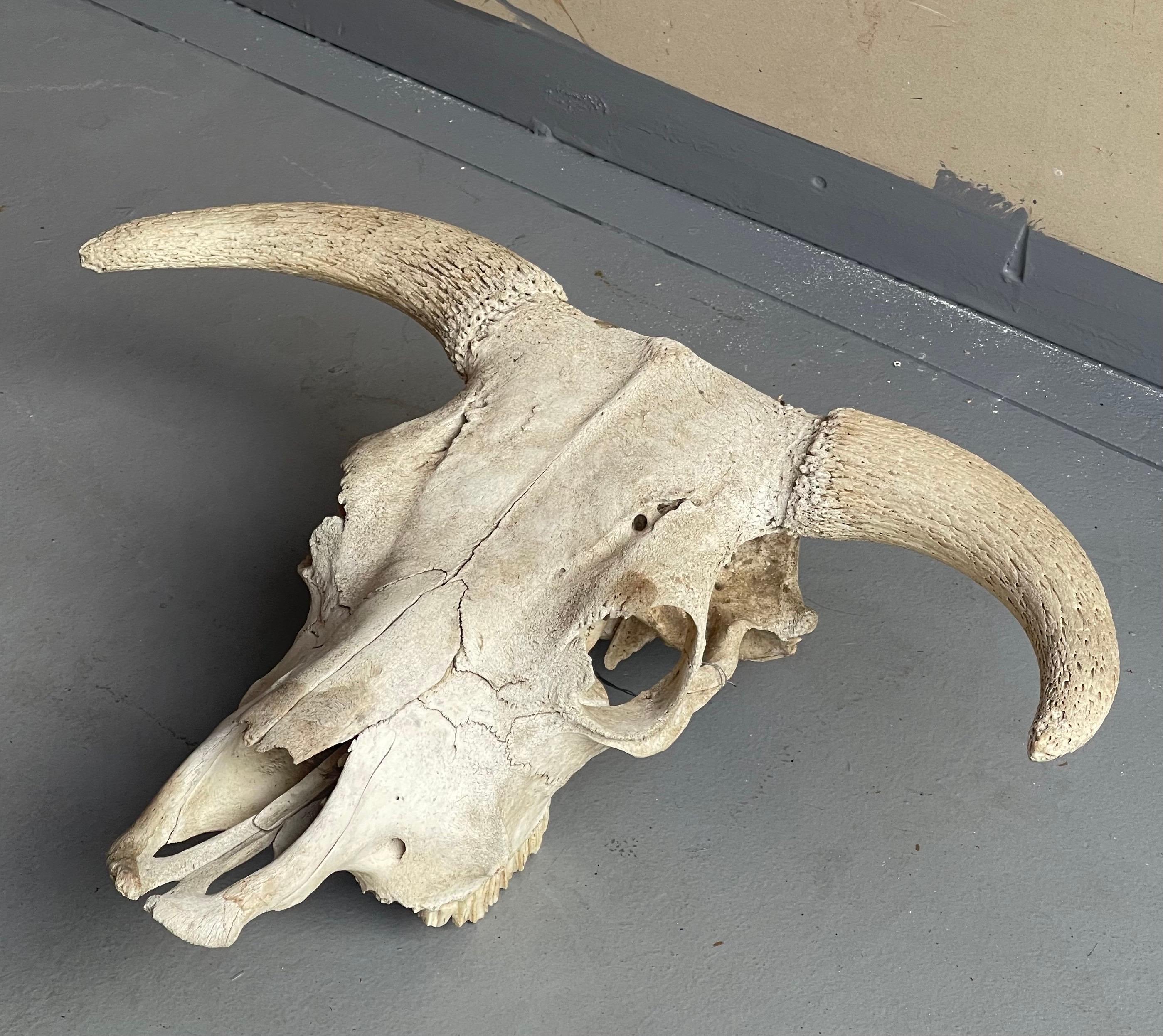 hereford skull