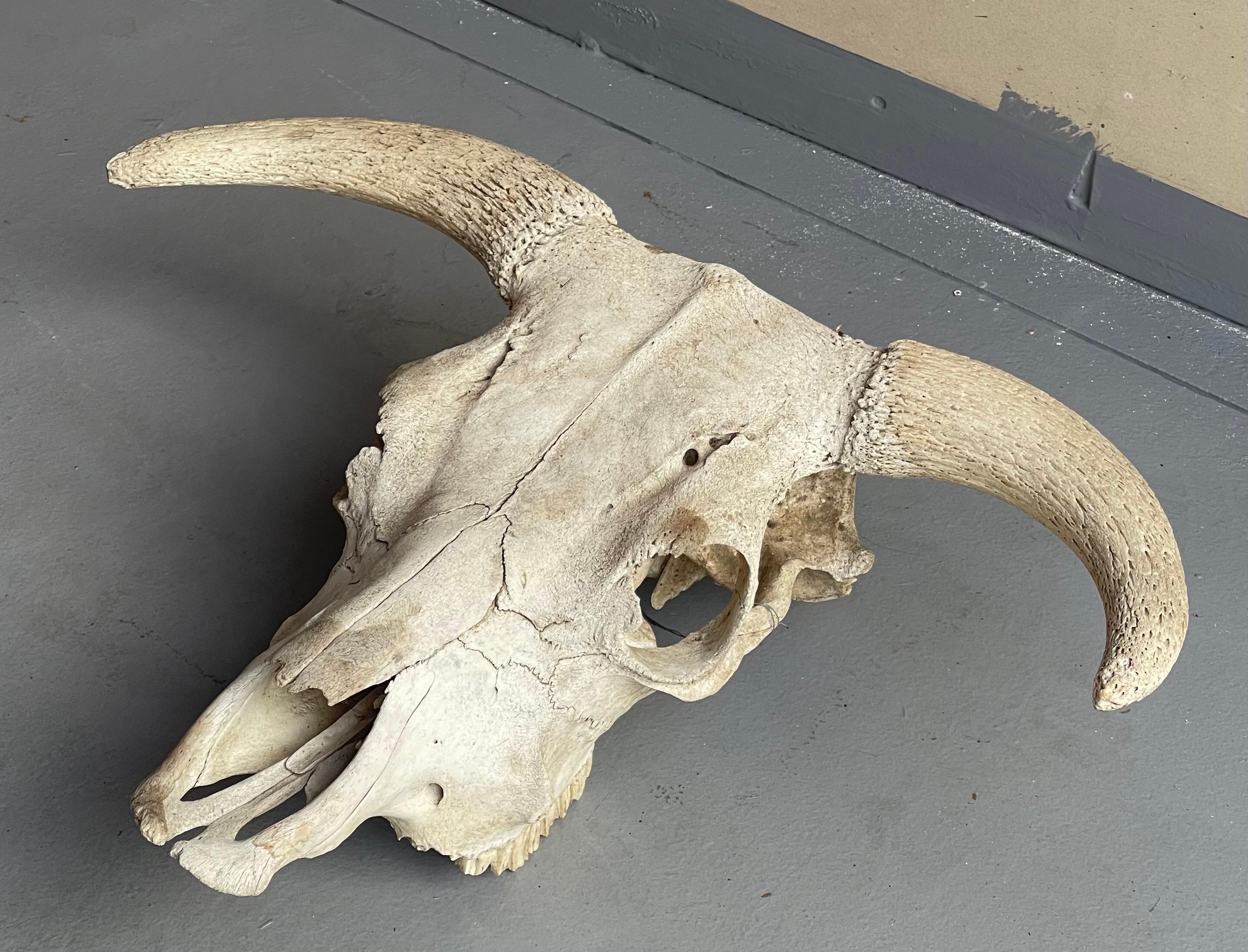 bull skull horns down