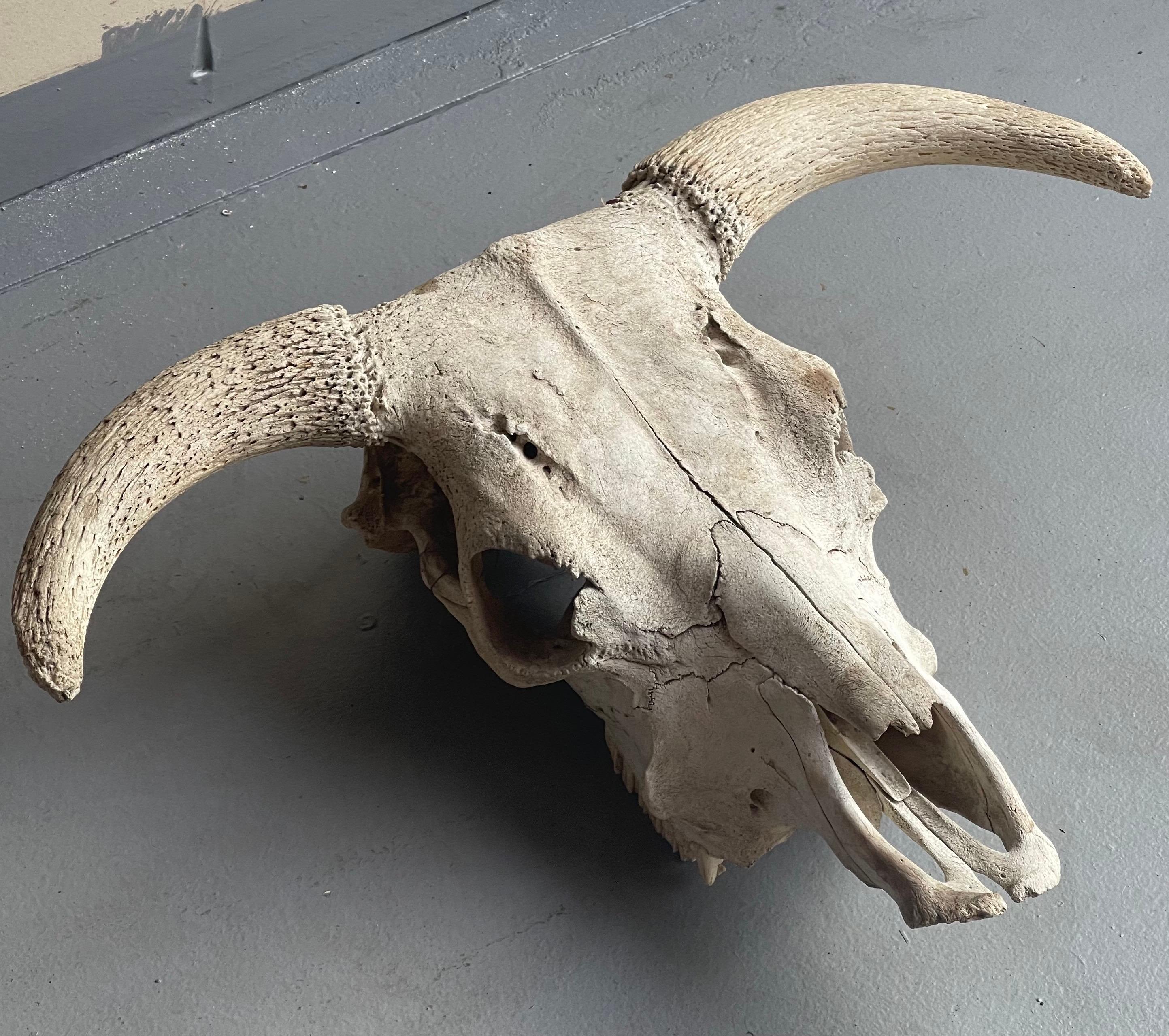 Aesthetic Movement Vintage North American Steer Skull with Horns