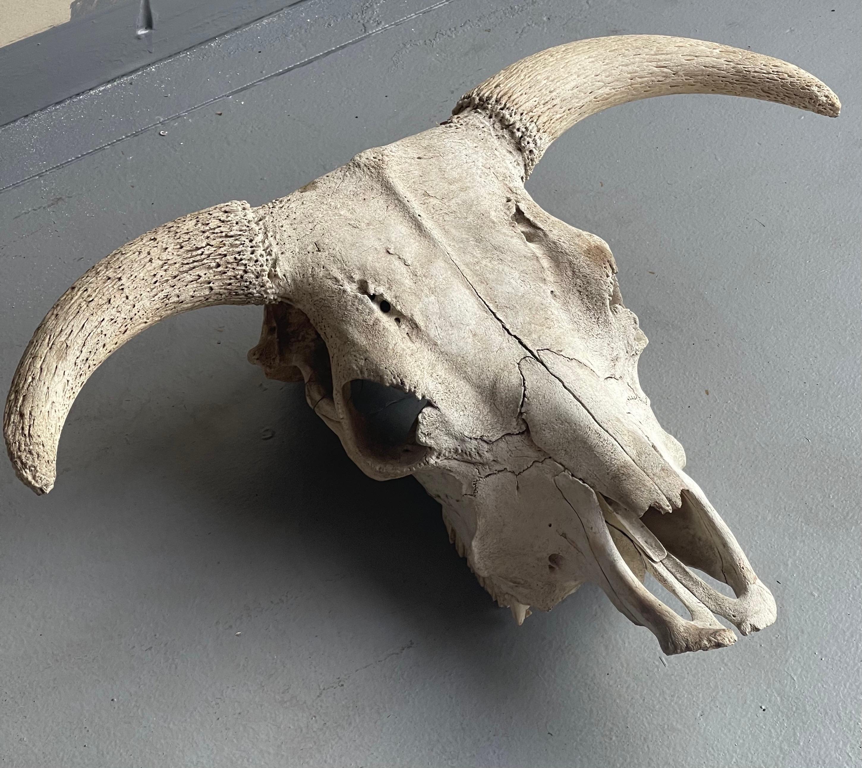 Vintage North American Steer Skull with Horns In Good Condition In San Diego, CA