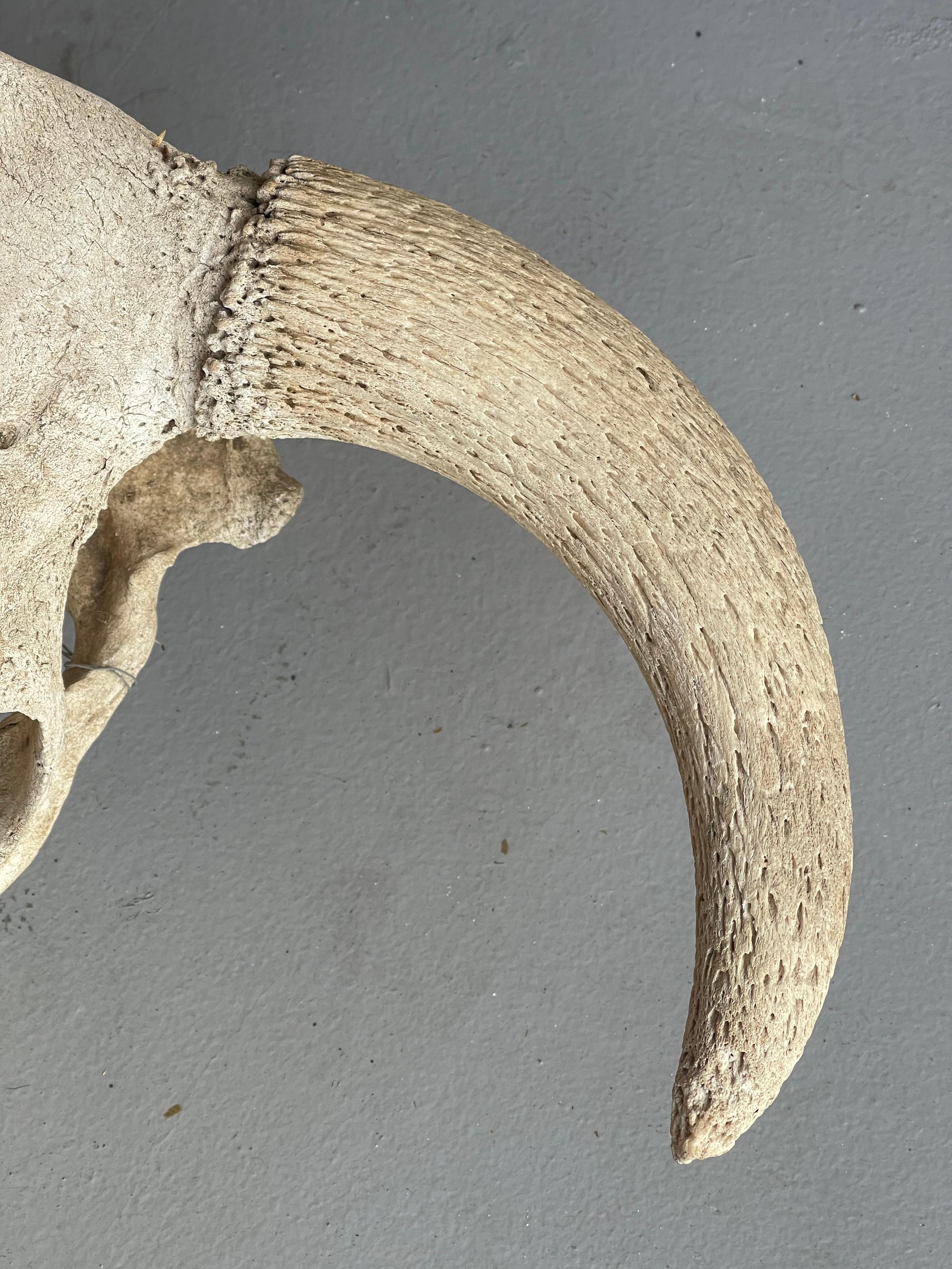 20th Century Vintage North American Steer Skull with Horns