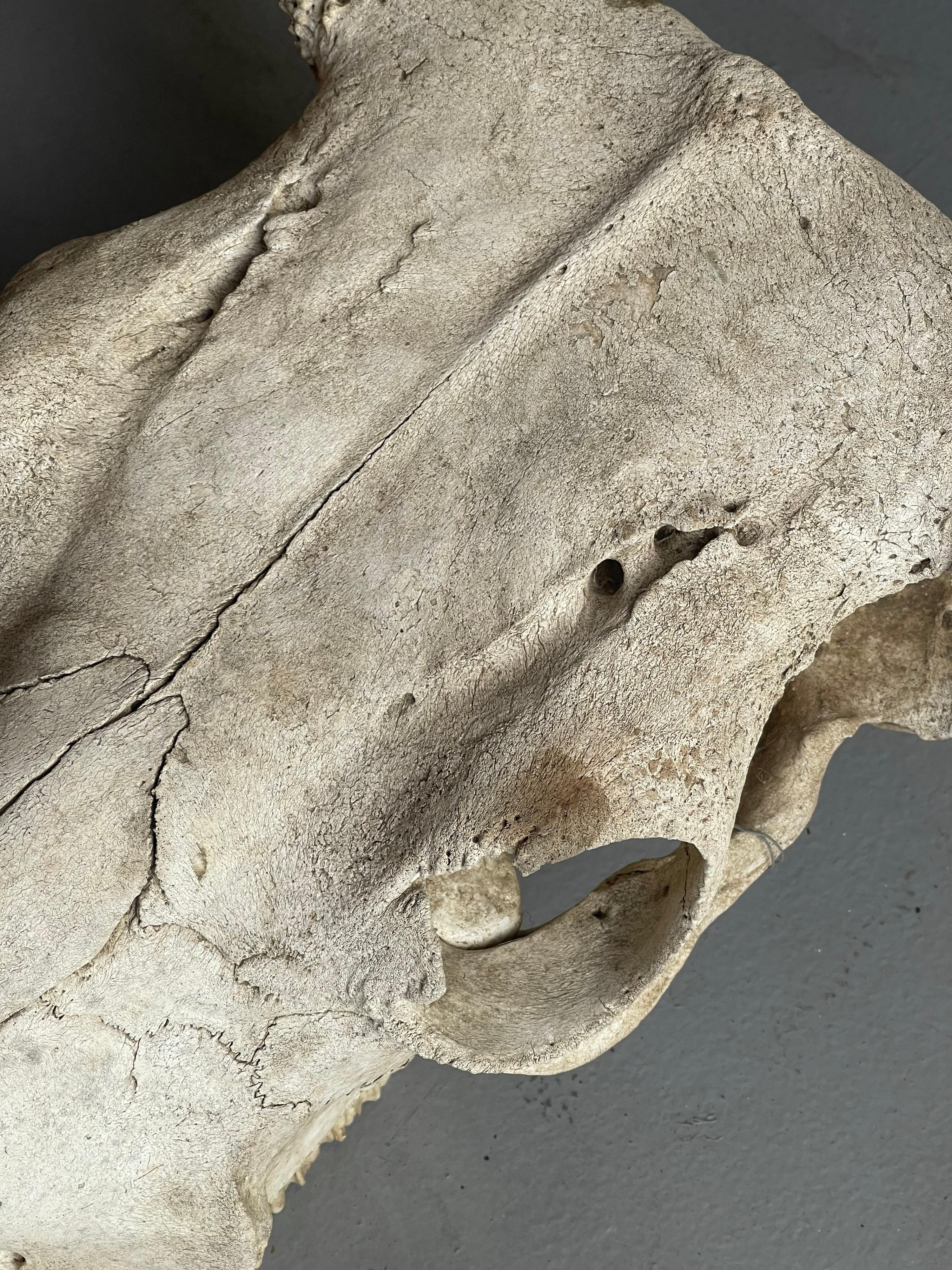 Bone Vintage North American Steer Skull with Horns