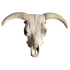 Vintage North American Steer Skull with Horns