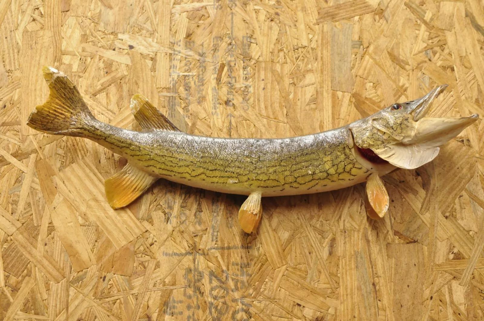 Vintage Northern Pike Wall Mount Taxidermy Real Skin Fishing Wall Decor. Circa Mitte des 20. Jahrhunderts. Abmessungen (insgesamt): 7