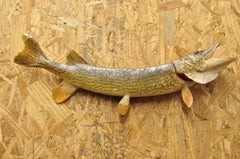 Vintage Northern Pike Wall Mount Taxidermy Real Skin Fishing Wall Decor