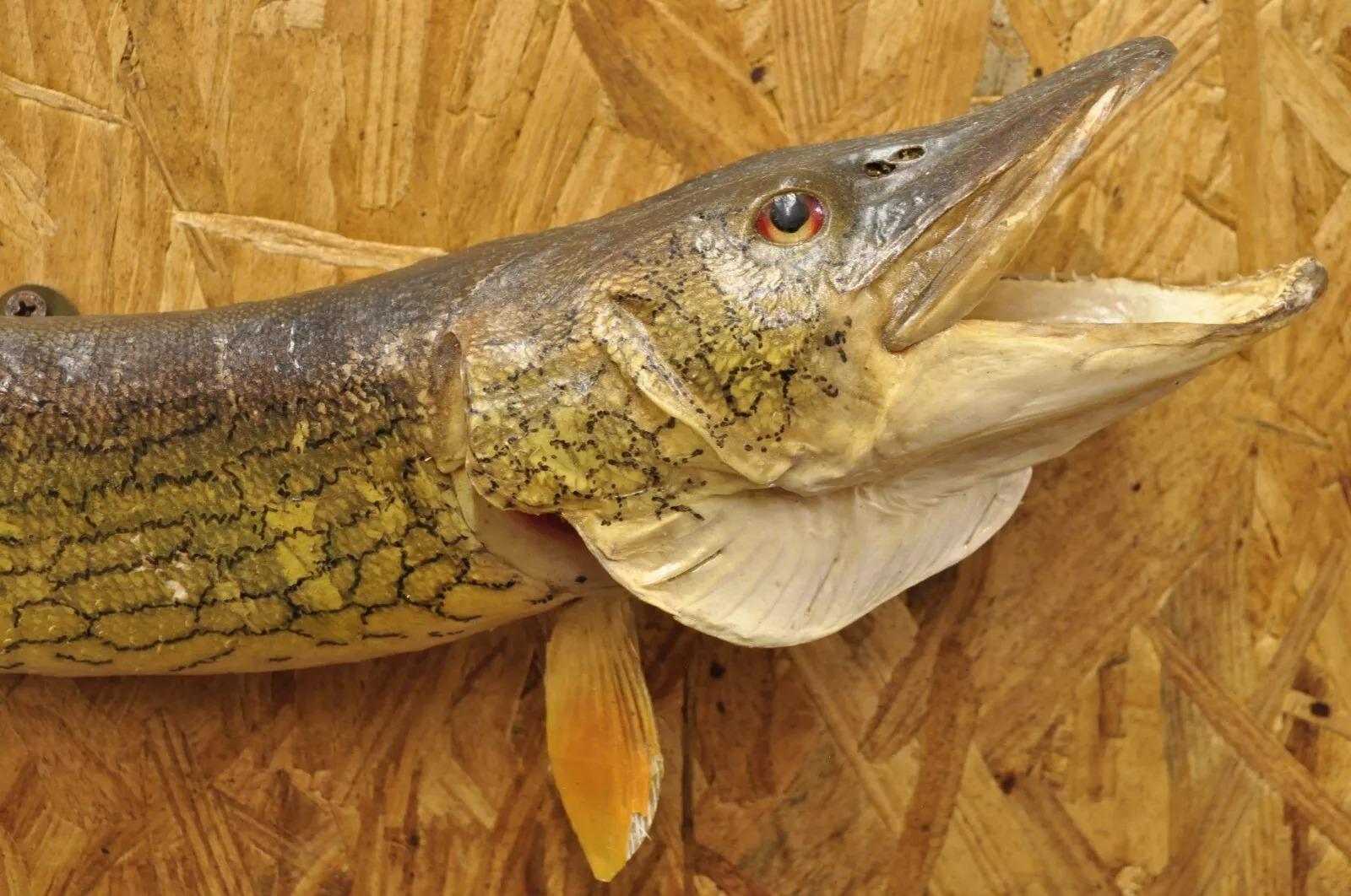 Nord Pike Wandmontierte Taxidermie Reale Haut Fischen Wanddekor, Vintage (Rustikal) im Angebot