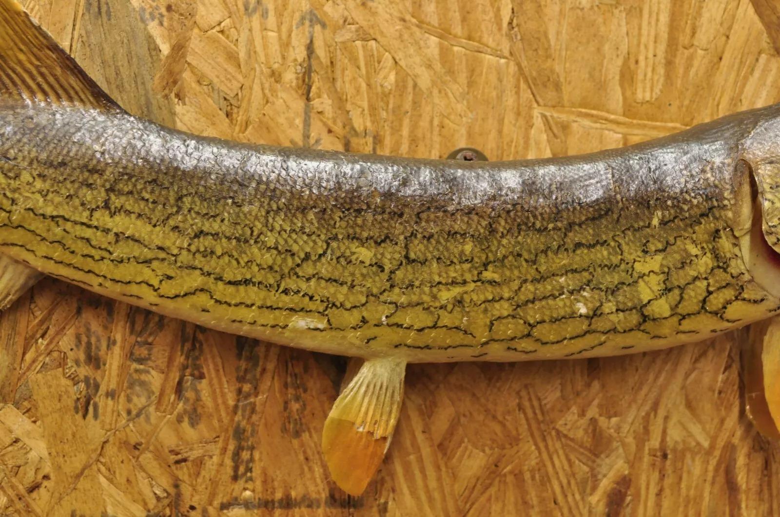 Nord Pike Wandmontierte Taxidermie Reale Haut Fischen Wanddekor, Vintage (Unbekannt) im Angebot