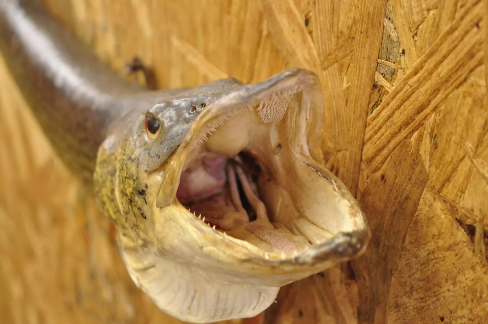 Nord Pike Wandmontierte Taxidermie Reale Haut Fischen Wanddekor, Vintage im Zustand „Gut“ im Angebot in Philadelphia, PA