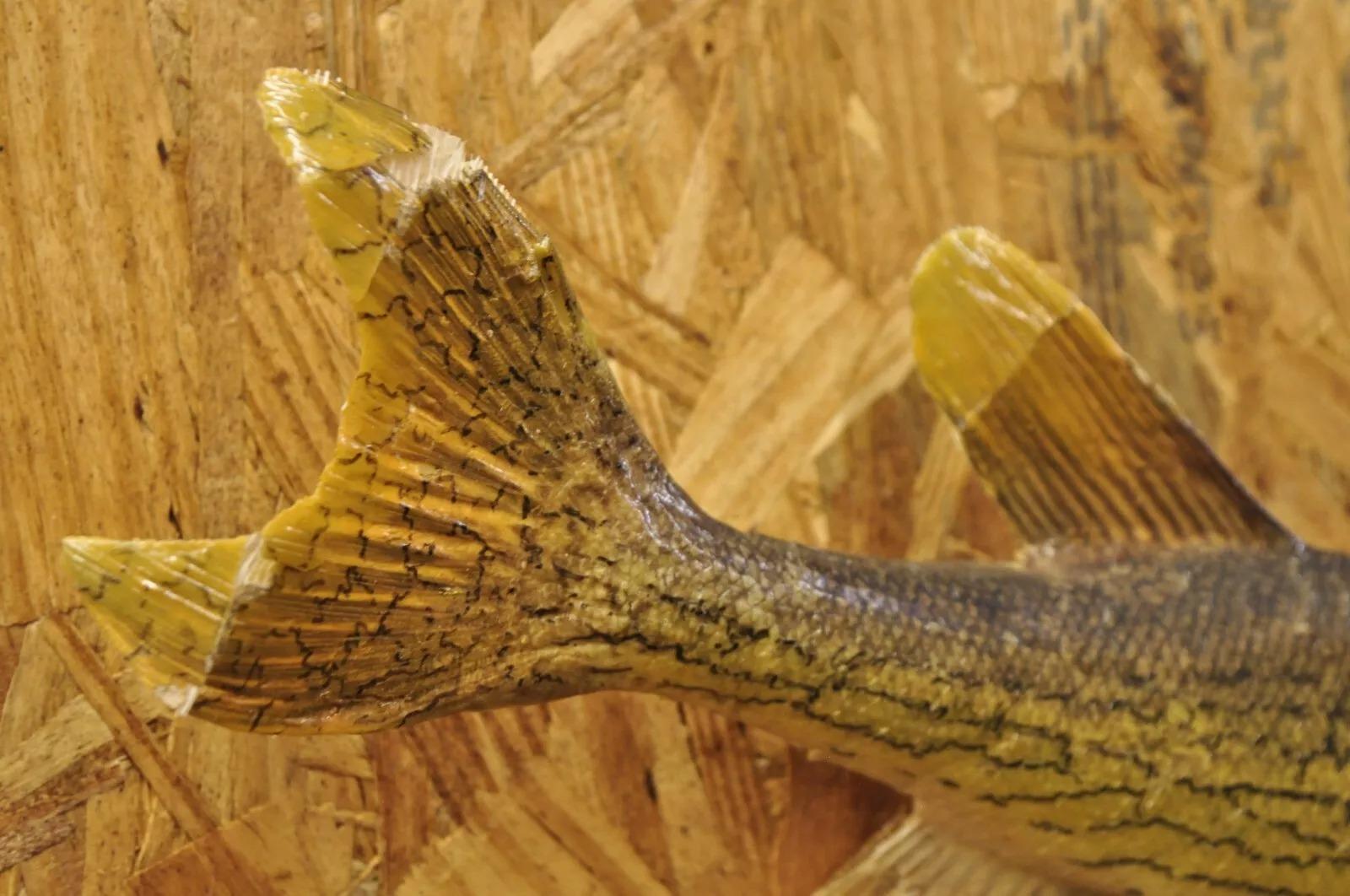 Nord Pike Wandmontierte Taxidermie Reale Haut Fischen Wanddekor, Vintage (Tierleder) im Angebot