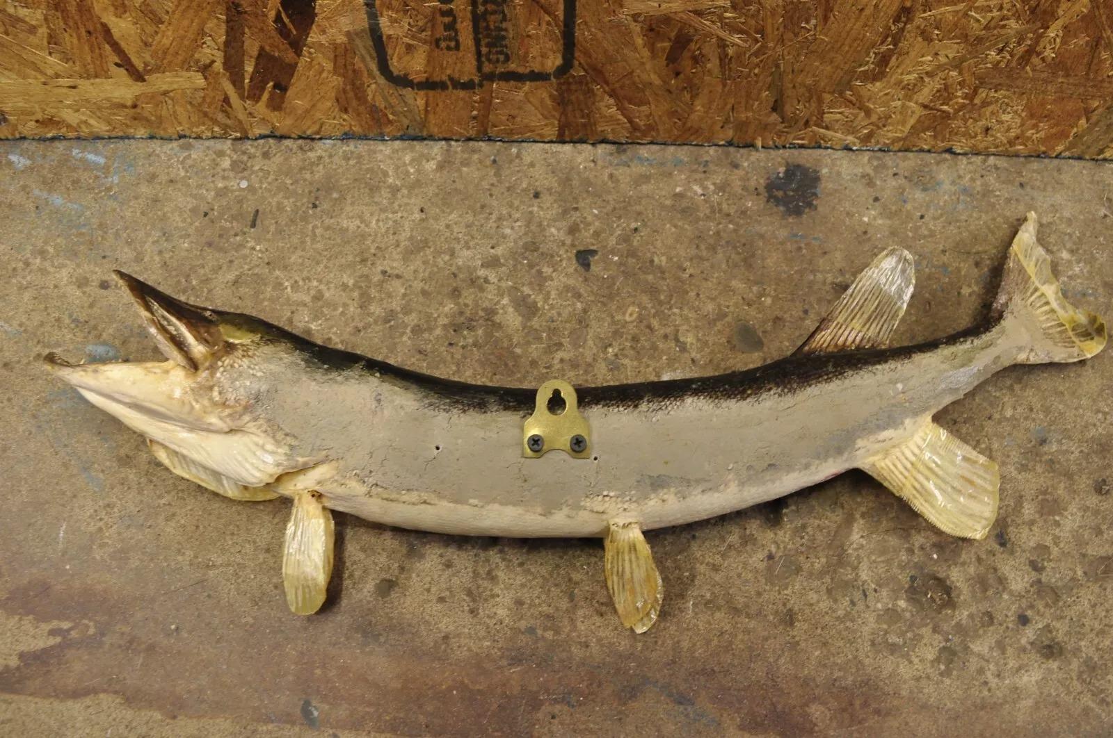 Nord Pike Wandmontierte Taxidermie Reale Haut Fischen Wanddekor, Vintage im Angebot 1