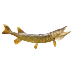 Vintage Northern Pike Wall Mount Taxidermy Real Skin Fishing Wall Decor