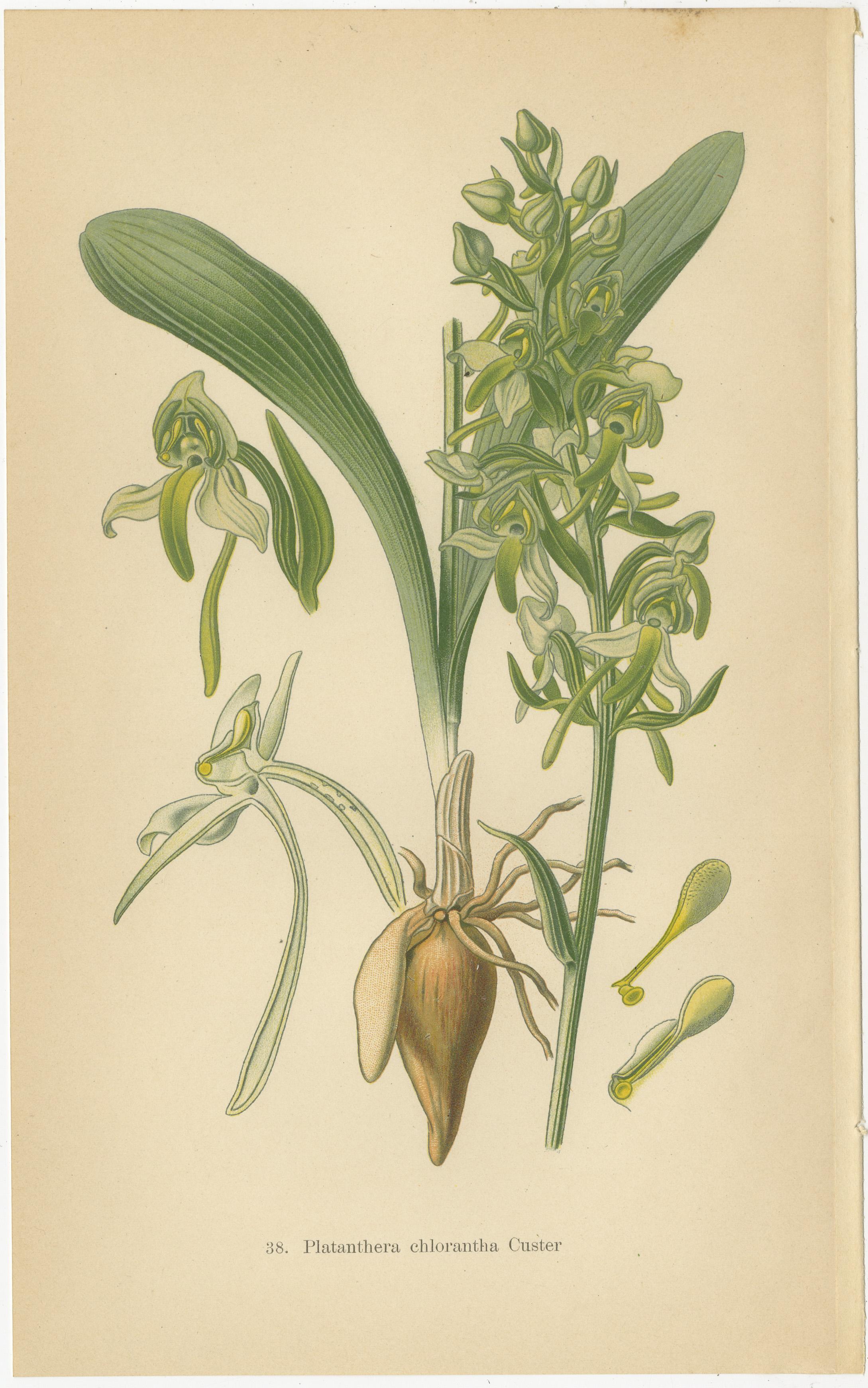 These original antique botanical illustrations are from Walter Müller's 1904 publication, which showcases the foundational forms of orchid species found in Germany and surrounding areas. The detailed artwork from this era often served both