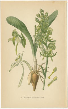 Vintage Orchids Published in 1904: A Study of Platanthera Species, 1904