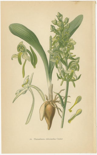 Vintage Orchids Published in 1904: A Study of Platanthera Species, 1904, view 2