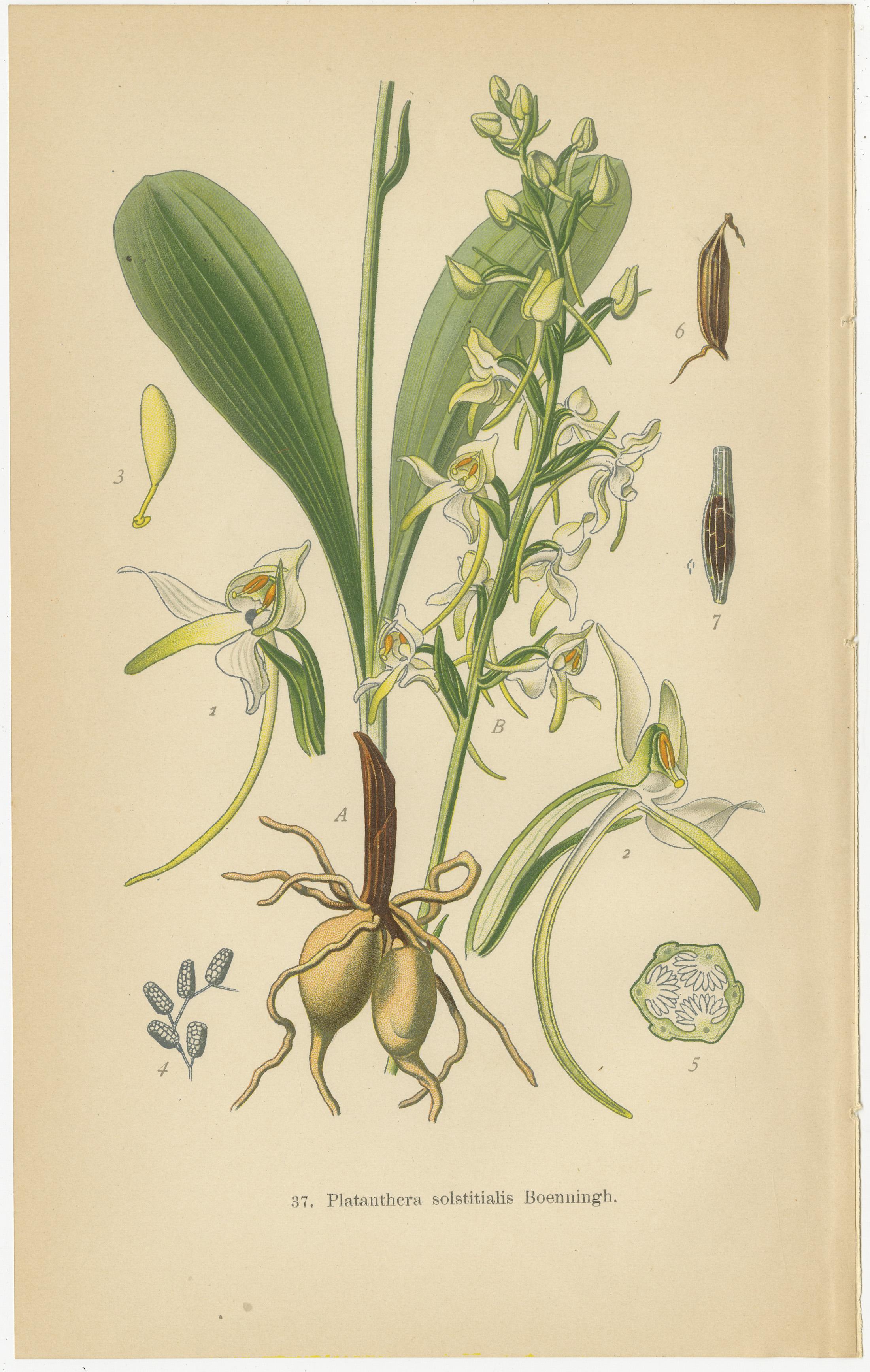 Orchidées anciennes publiées en 1904 : une étude des spécifications de la platine Bon état - En vente à Langweer, NL