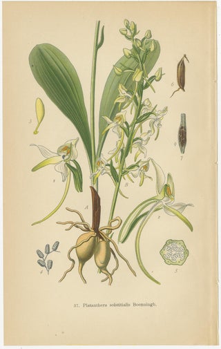 Vintage Orchids Published in 1904: A Study of Platanthera Species, 1904, view 3
