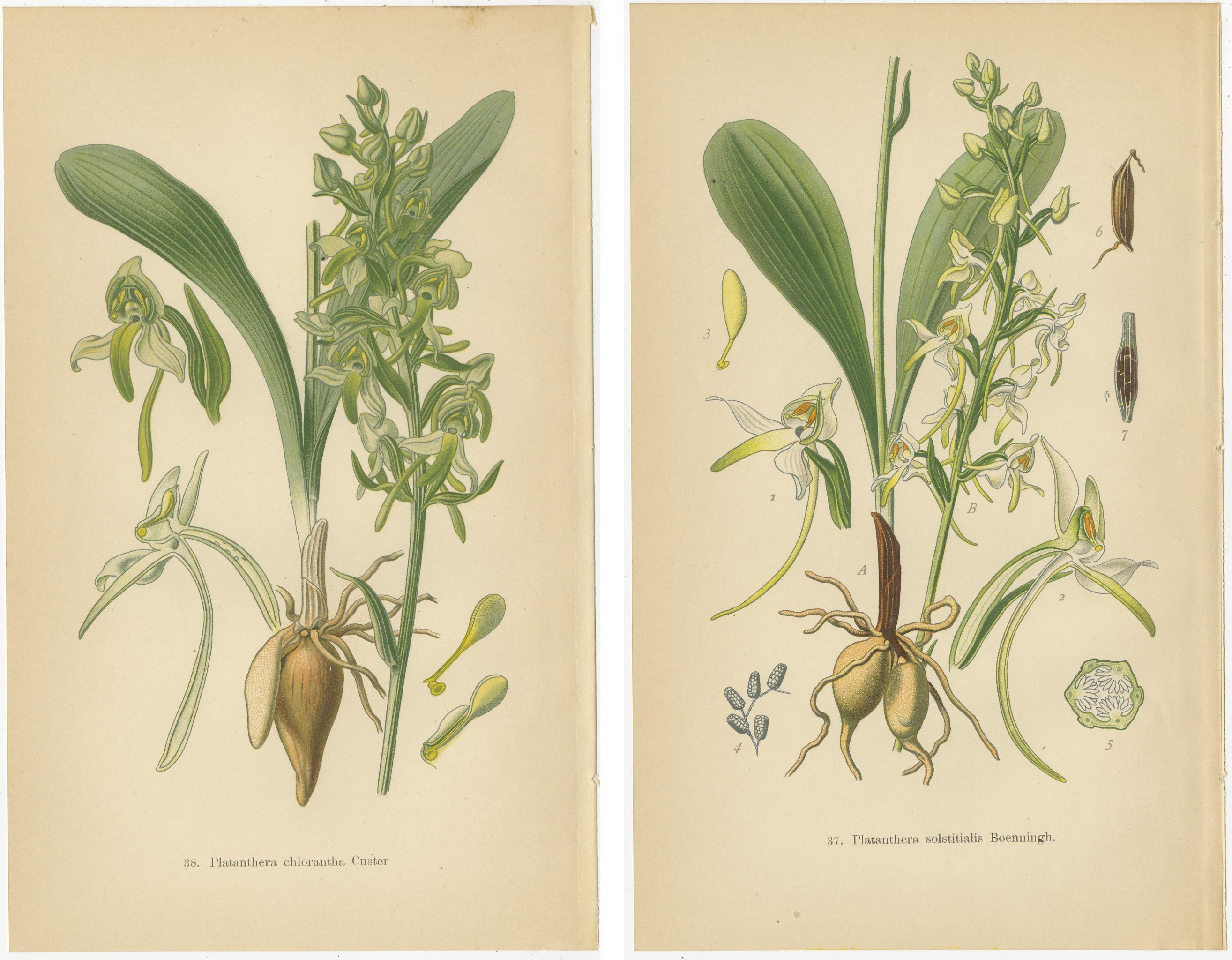 Vintage-Orchideen veröffentlicht 1904: Eine Studie über Platanthera-Exemplare (Frühes 20. Jahrhundert) im Angebot