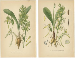 Vintage Orchids Published in 1904: A Study of Platanthera Species, 1904, view 4