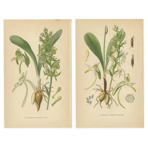 Vintage Orchids Published in 1904: A Study of Platanthera Species, 1904